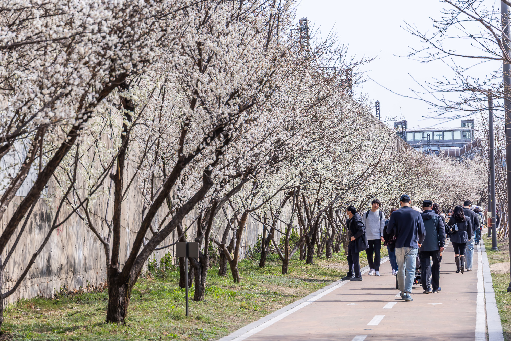 사회;계절;계절스케치;봄스케치;봄꽃;매화거리스케치;청계천하동매실거리;매화꽃