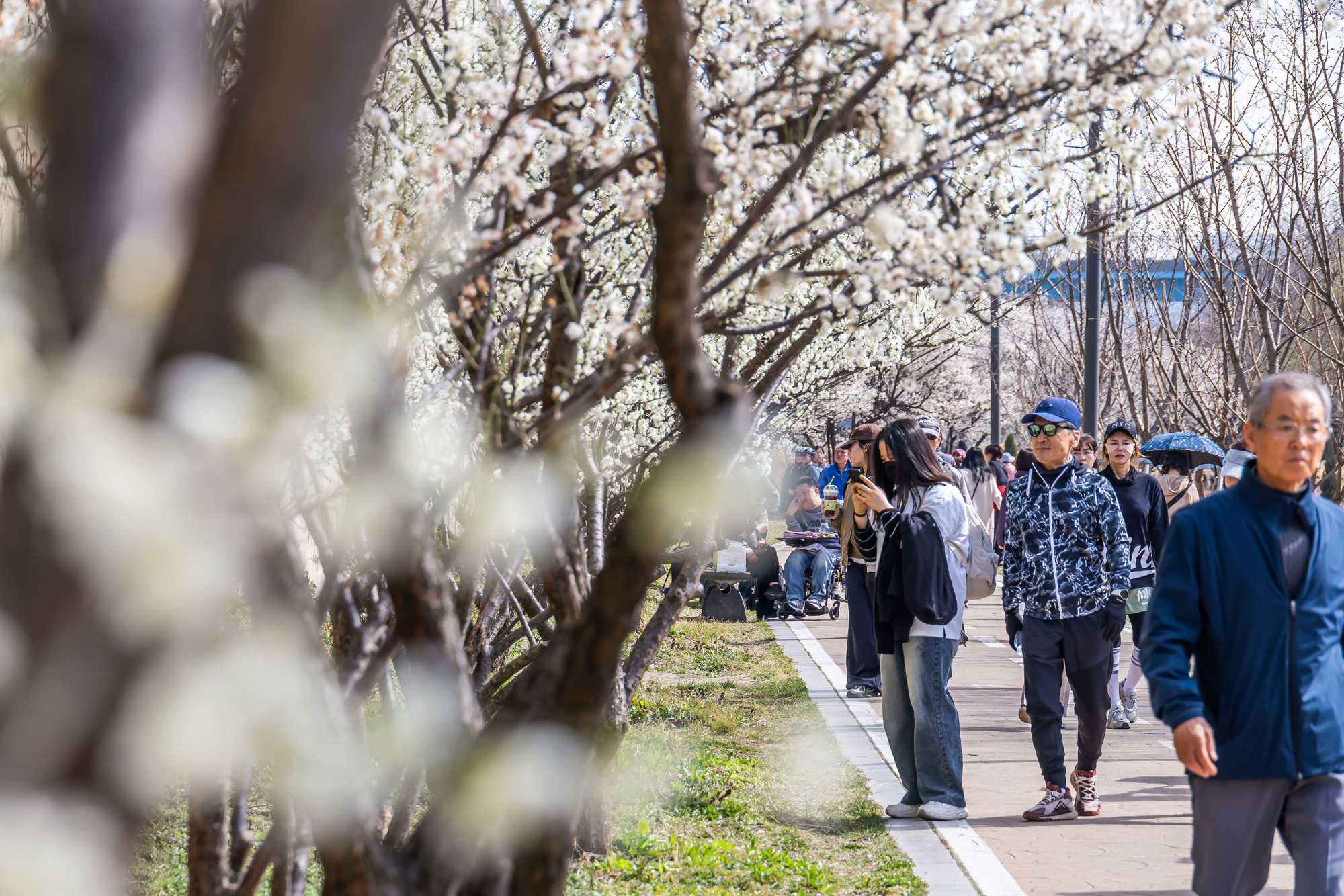 사회;계절;계절스케치;봄스케치;봄꽃;매화거리스케치;청계천하동매실거리;매화꽃