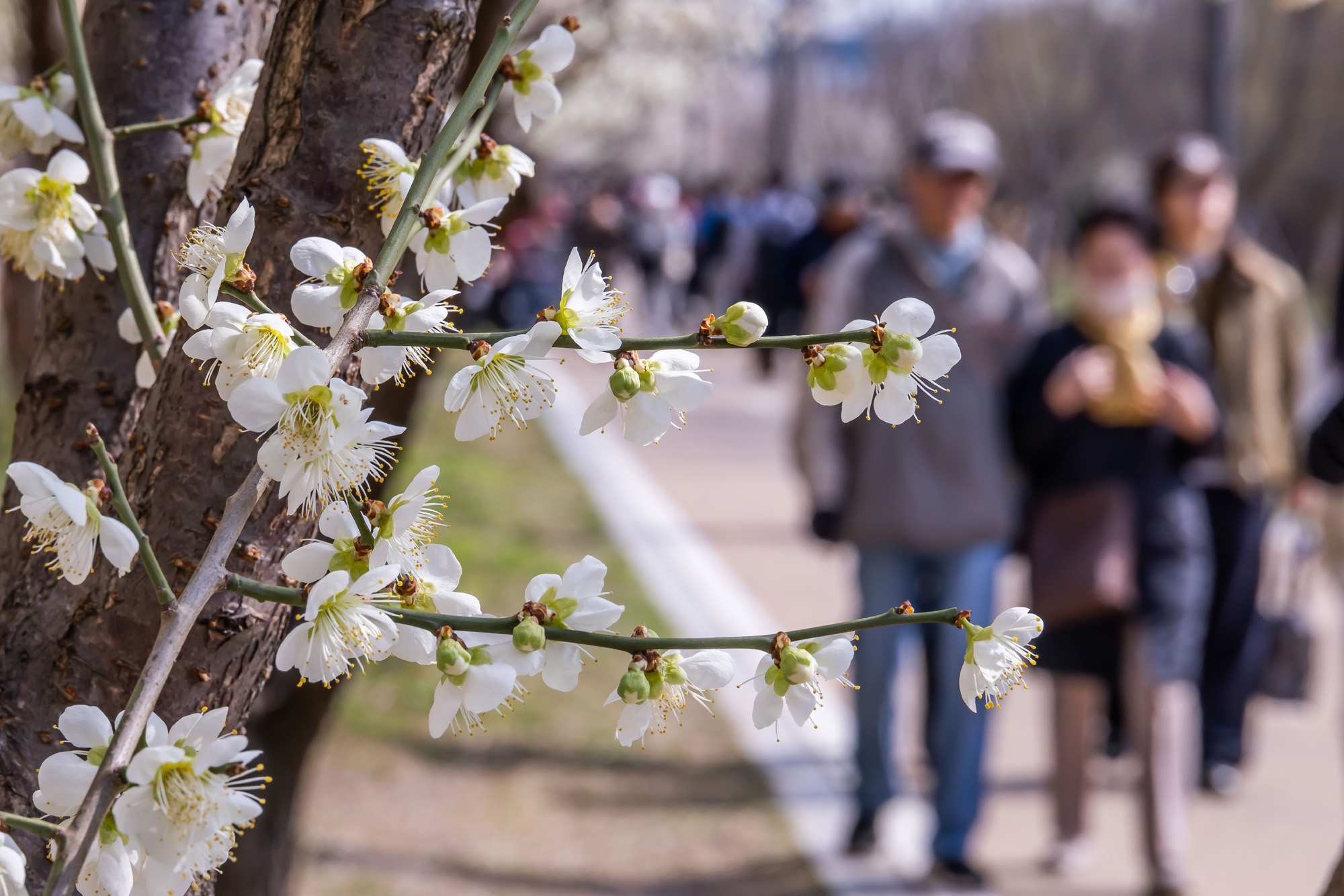 사회;계절;계절스케치;봄스케치;봄꽃;매화거리스케치;청계천하동매실거리;매화꽃