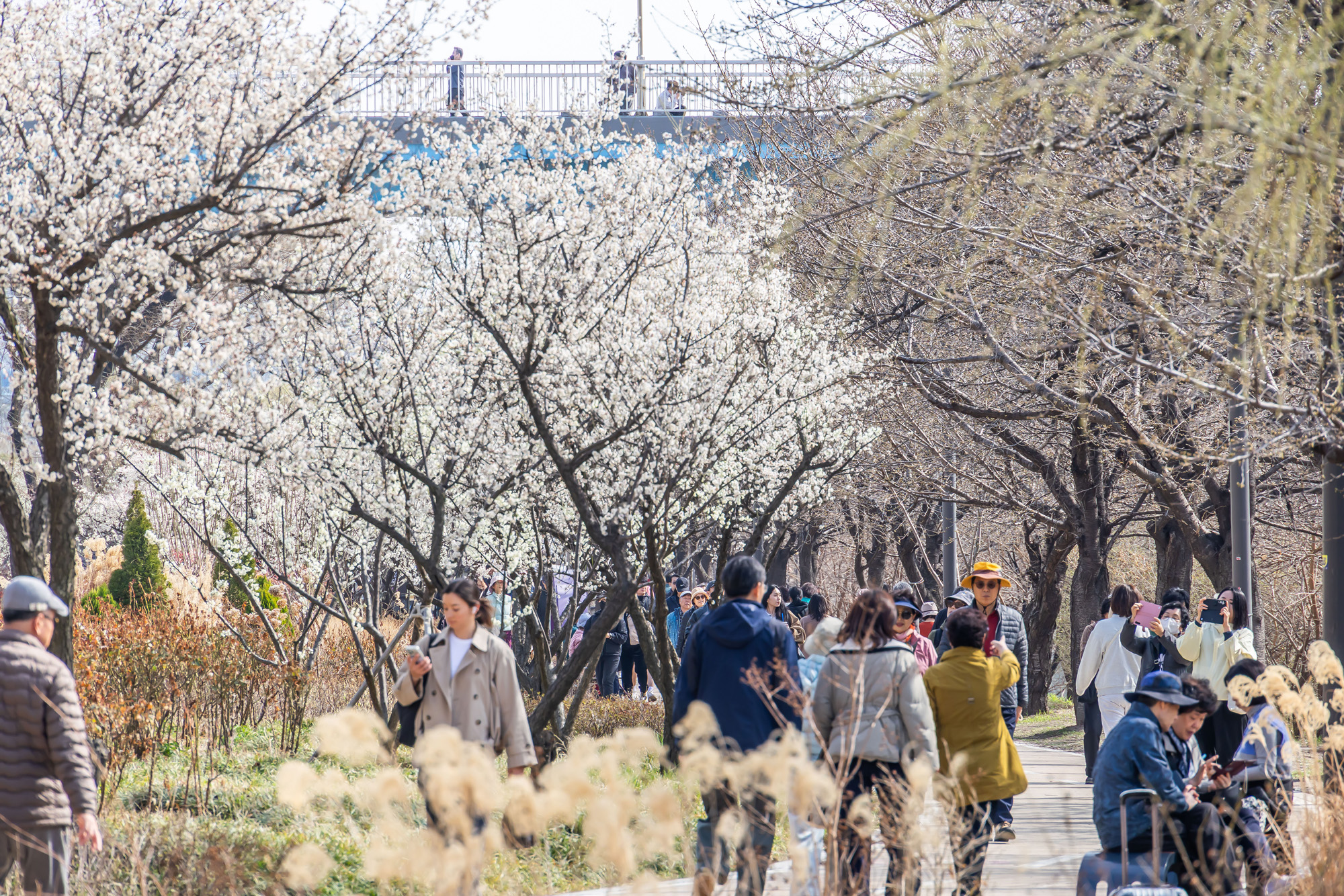 사회;계절;계절스케치;봄스케치;봄꽃;매화거리스케치;청계천하동매실거리;매화꽃