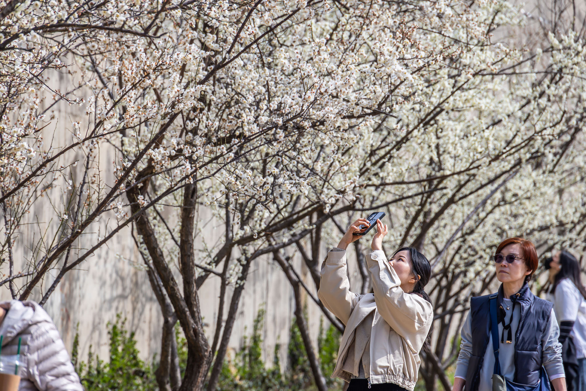 사회;계절;계절스케치;봄스케치;봄꽃;매화거리스케치;청계천하동매실거리;매화꽃