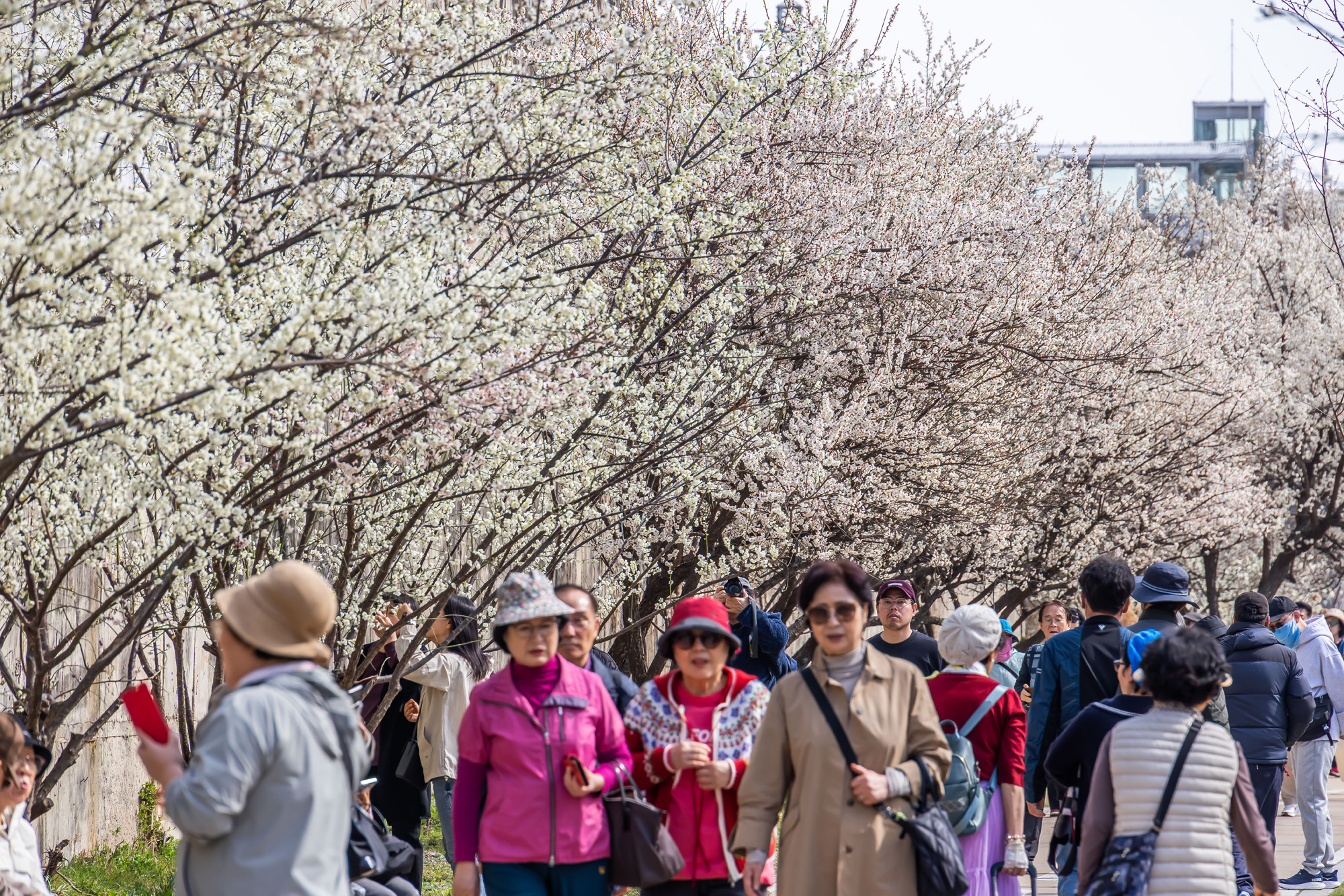 사회;계절;계절스케치;봄스케치;봄꽃;매화거리스케치;청계천하동매실거리;매화꽃