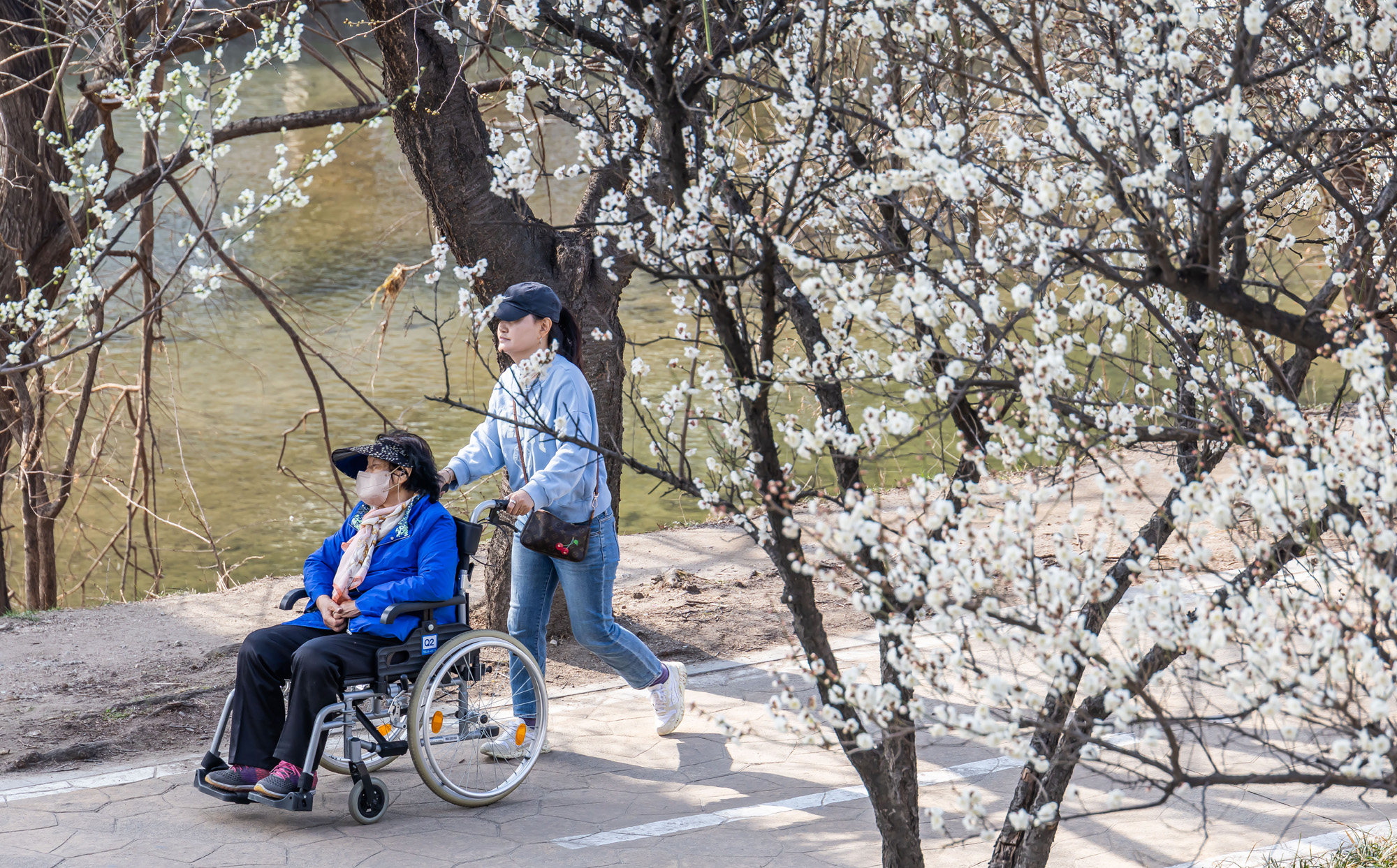 사회;계절;계절스케치;봄스케치;봄꽃;매화거리스케치;청계천하동매실거리;매화꽃