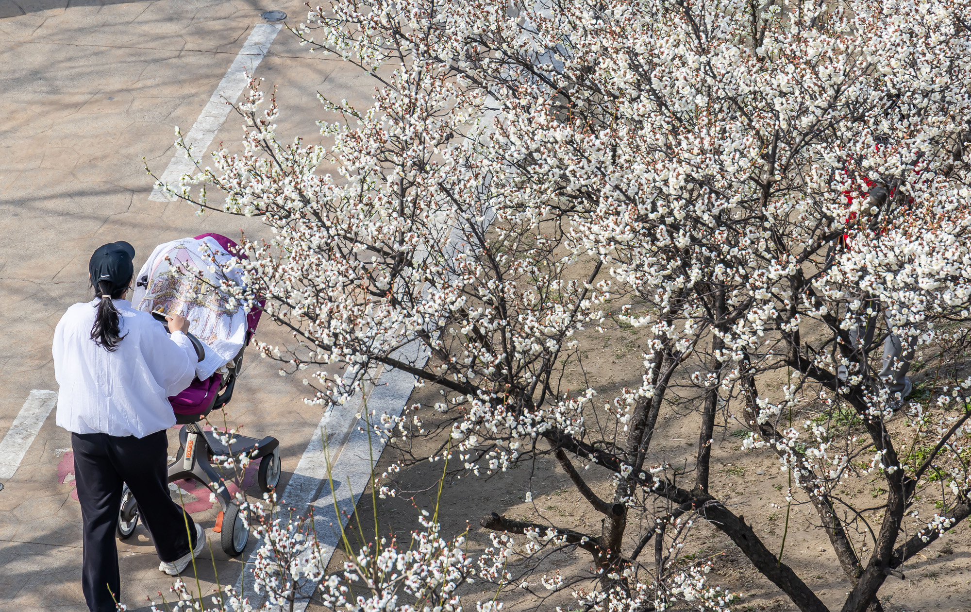 사회;계절;계절스케치;봄스케치;봄꽃;매화거리스케치;청계천하동매실거리;매화꽃