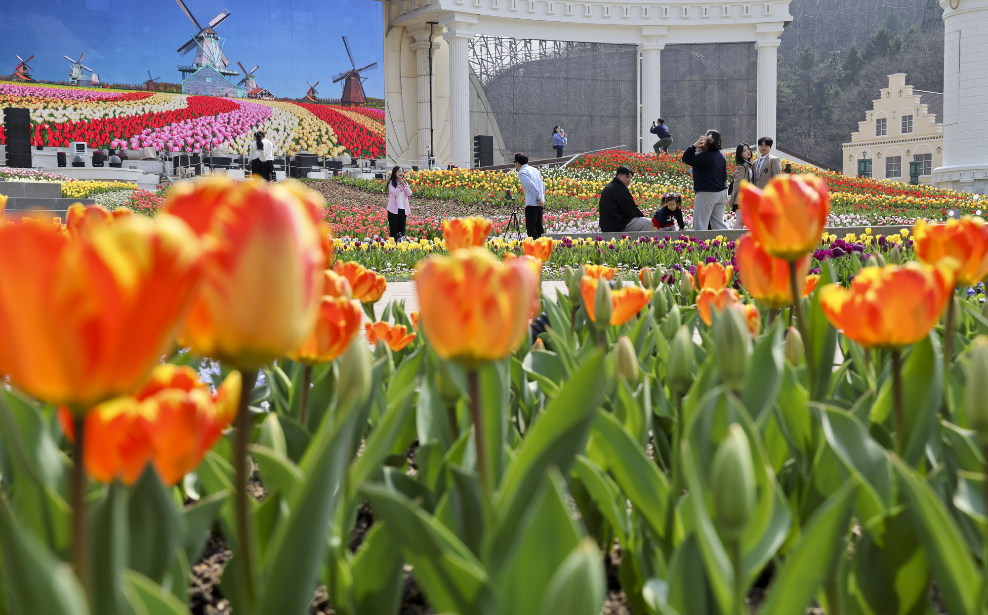에버랜드;튤립;봄꽃