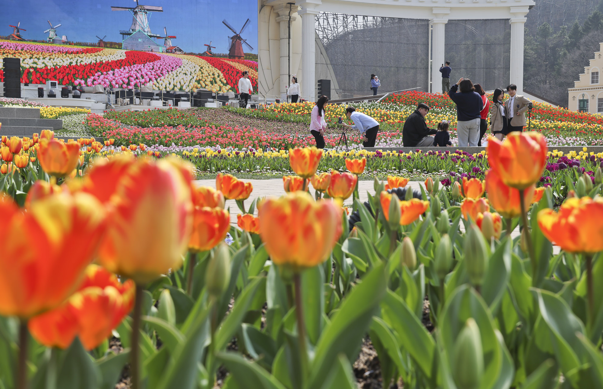 에버랜드;튤립;봄꽃