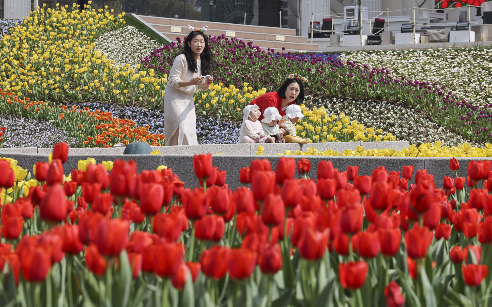 에버랜드;튤립;봄꽃