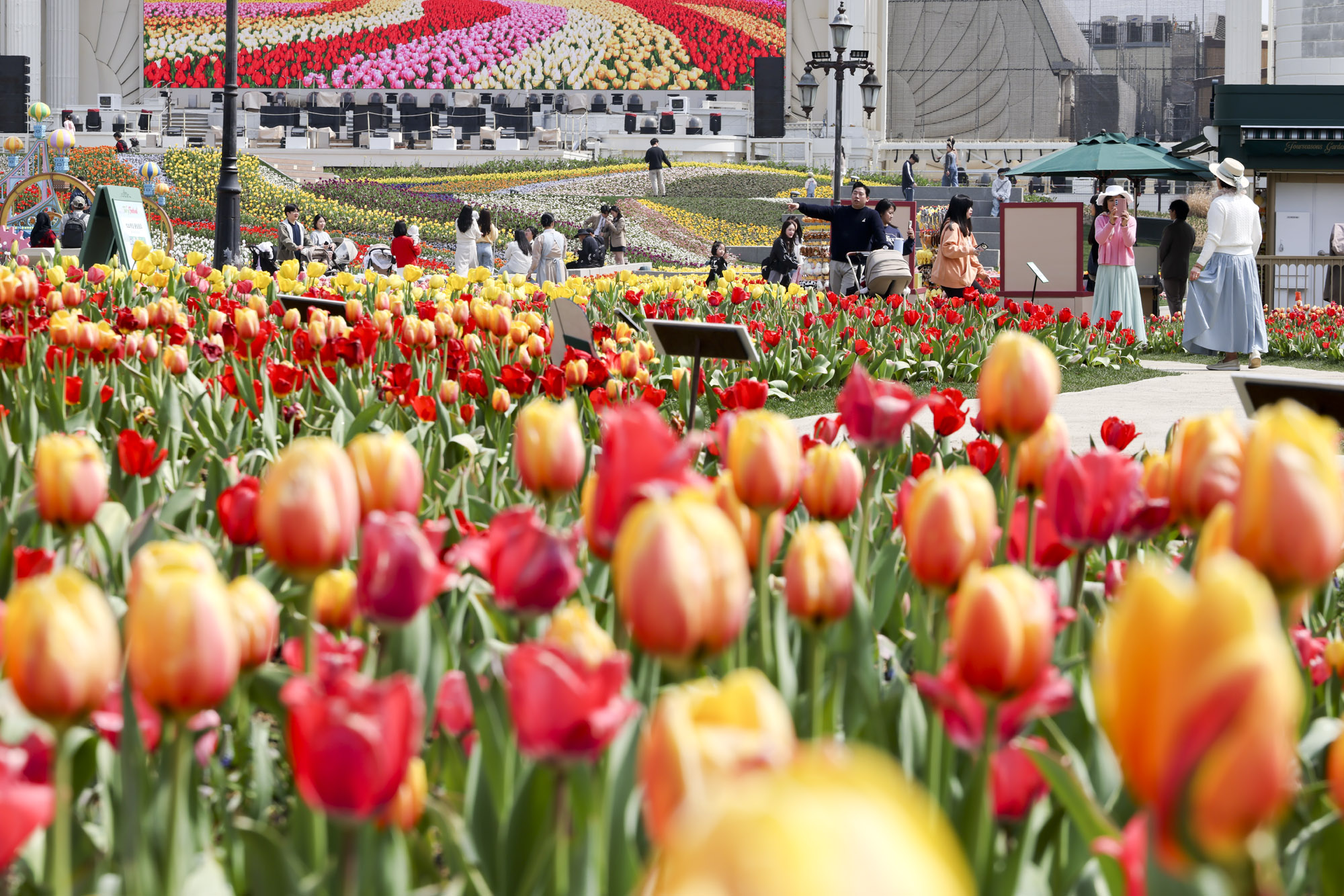 에버랜드;튤립;봄꽃