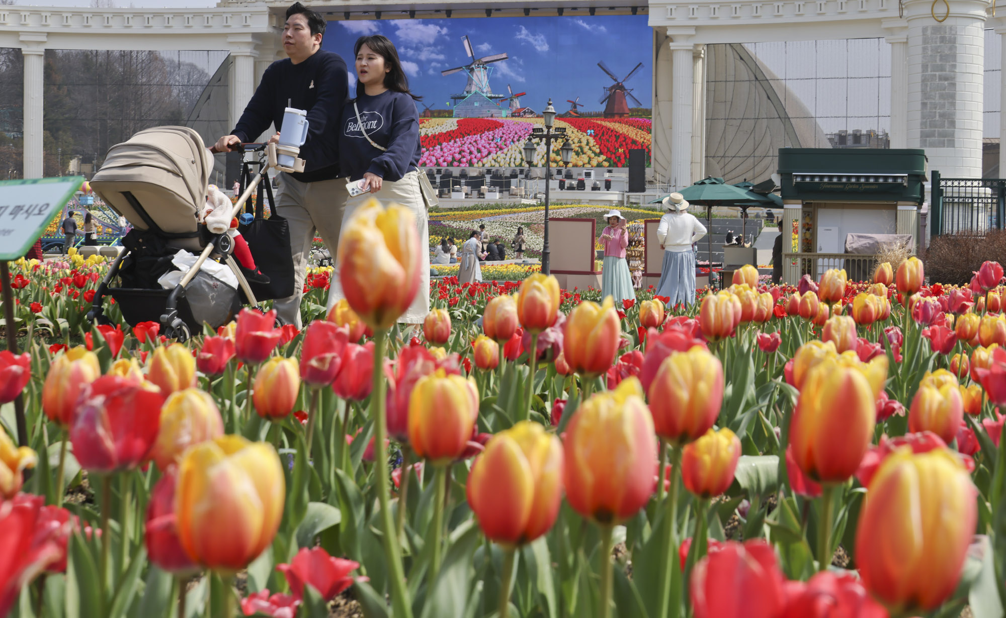 에버랜드;튤립;봄꽃