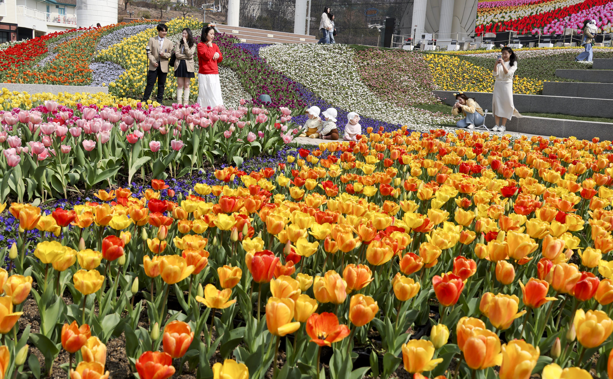 에버랜드;튤립;봄꽃