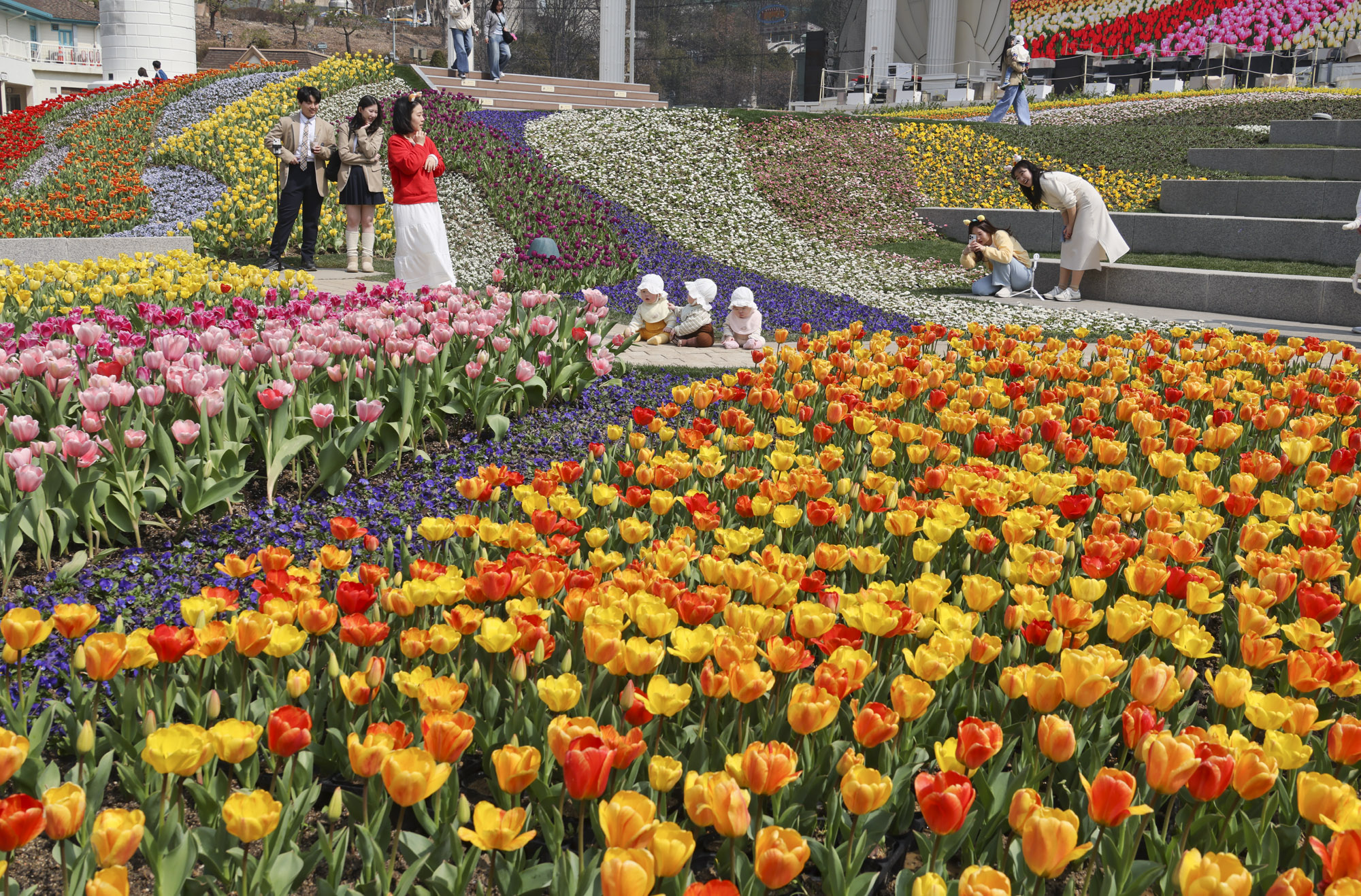 에버랜드;튤립;봄꽃