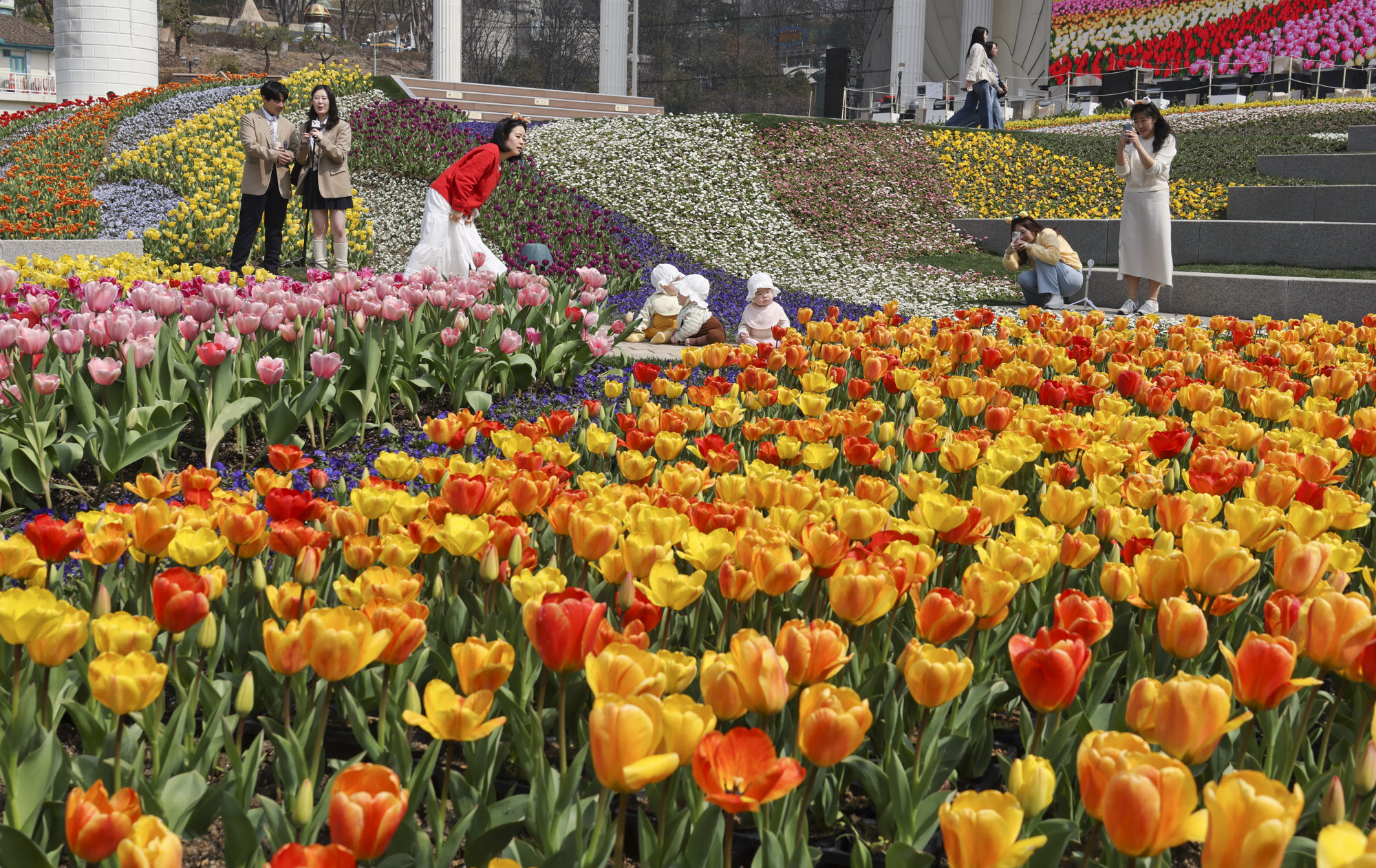 에버랜드;튤립;봄꽃
