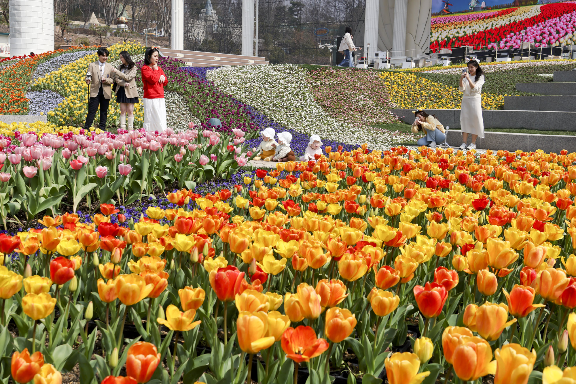 에버랜드;튤립;봄꽃