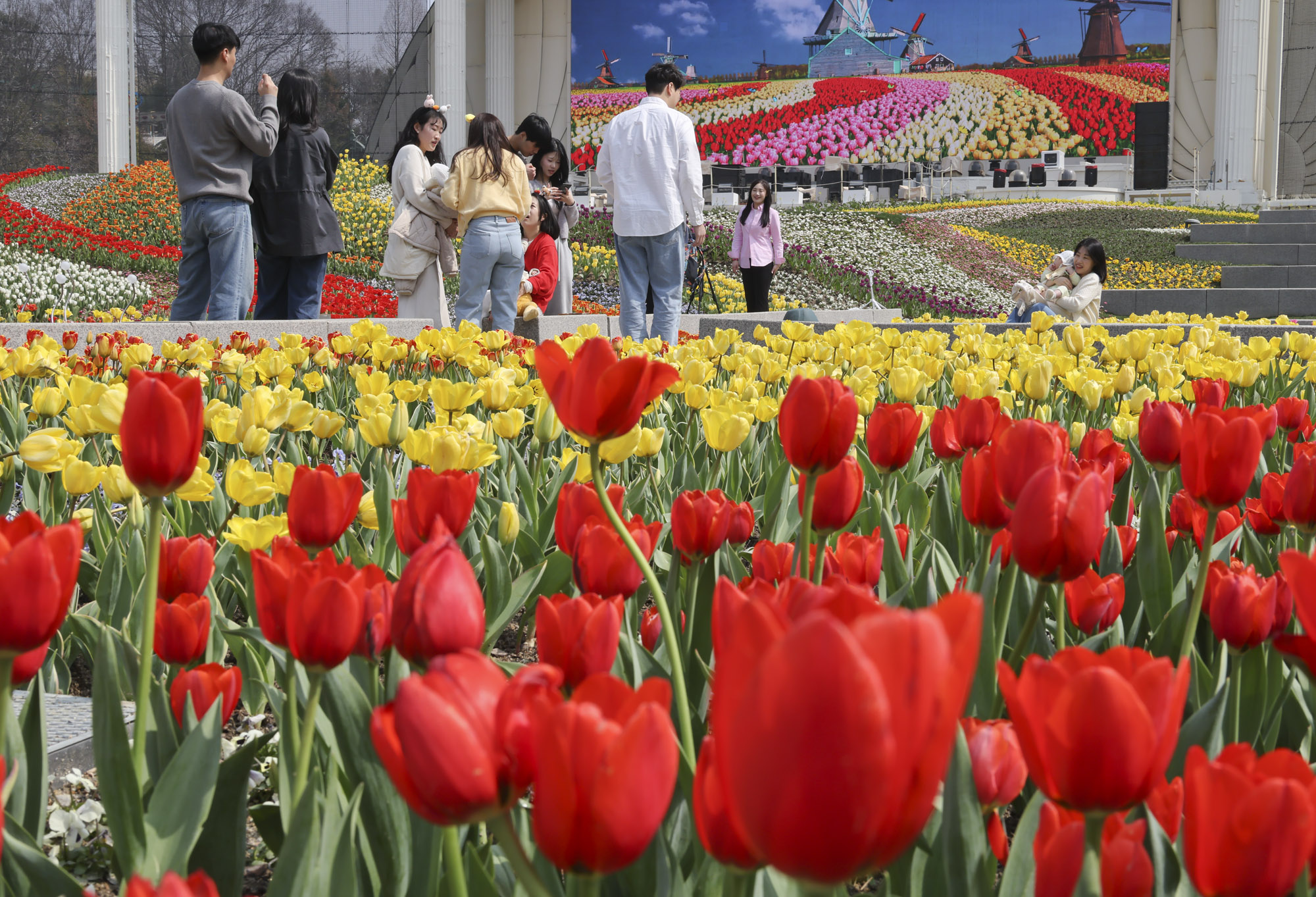 에버랜드;튤립;봄꽃