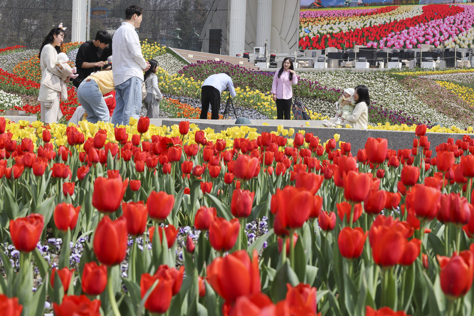 에버랜드;튤립;봄꽃