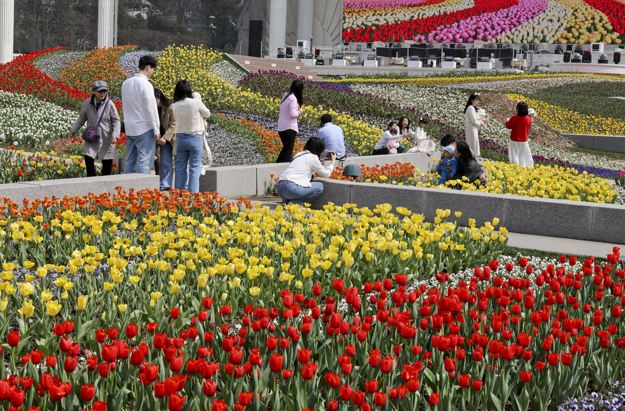 에버랜드;튤립;봄꽃