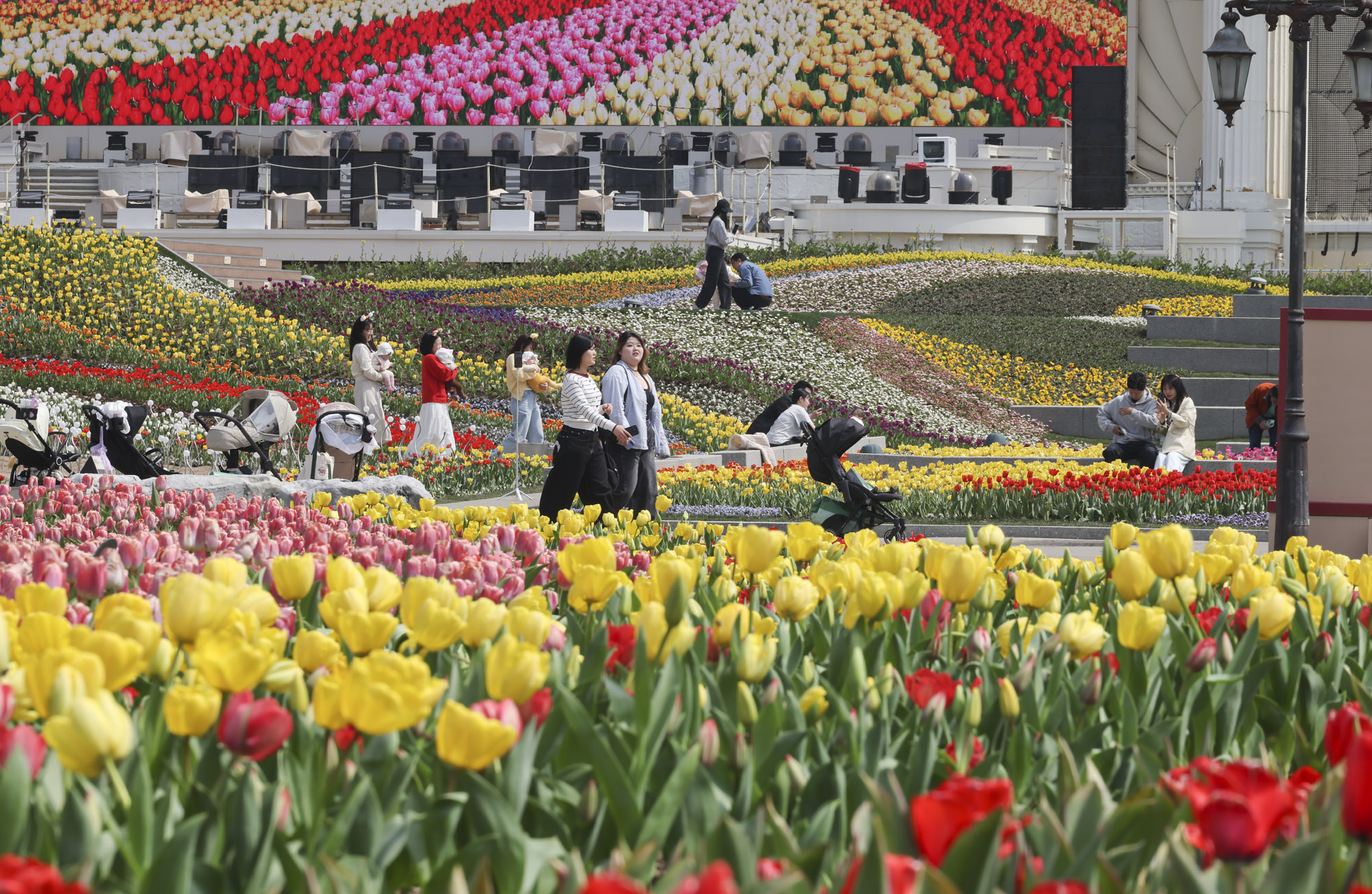 에버랜드;튤립;봄꽃