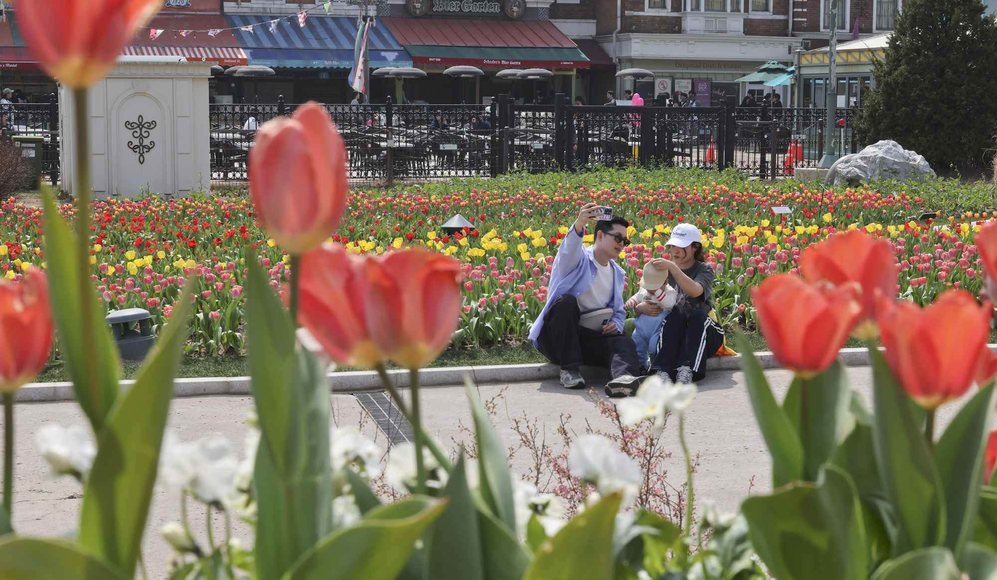 에버랜드;튤립;봄꽃