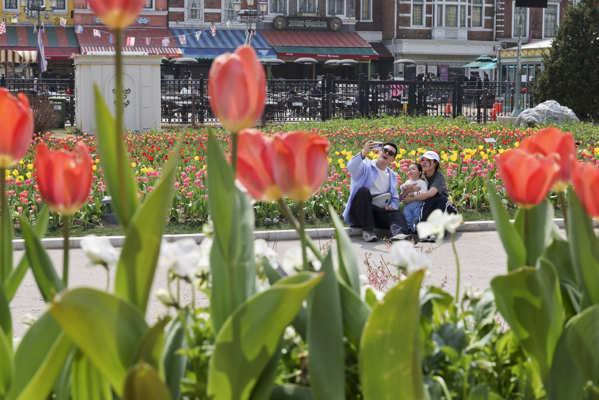 에버랜드;튤립;봄꽃