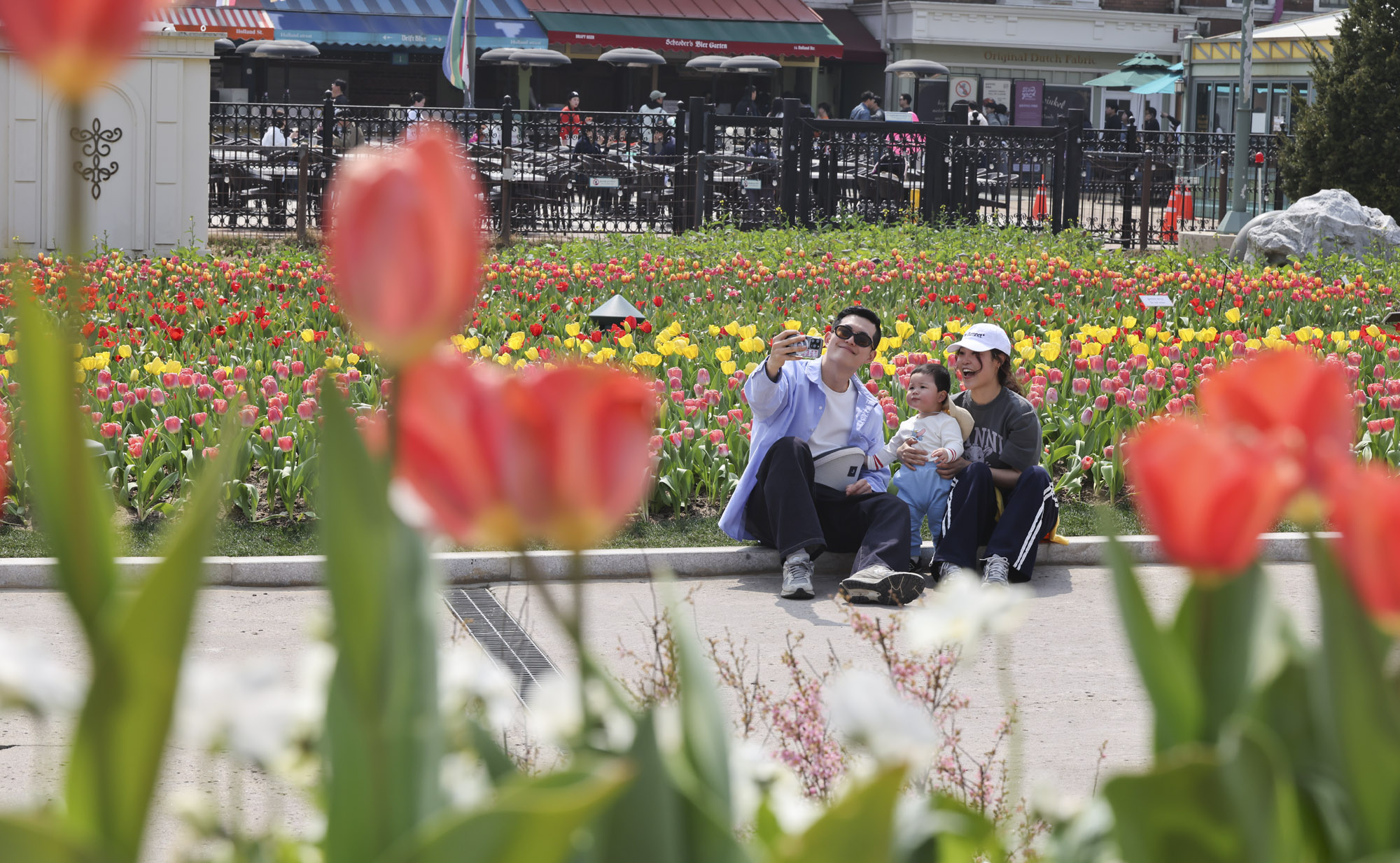 에버랜드;튤립;봄꽃