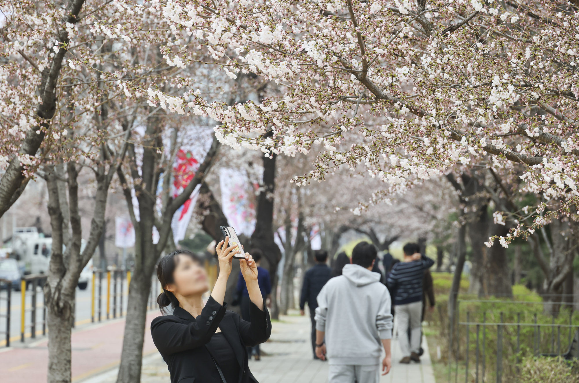 윤중로;여의도벚꽃