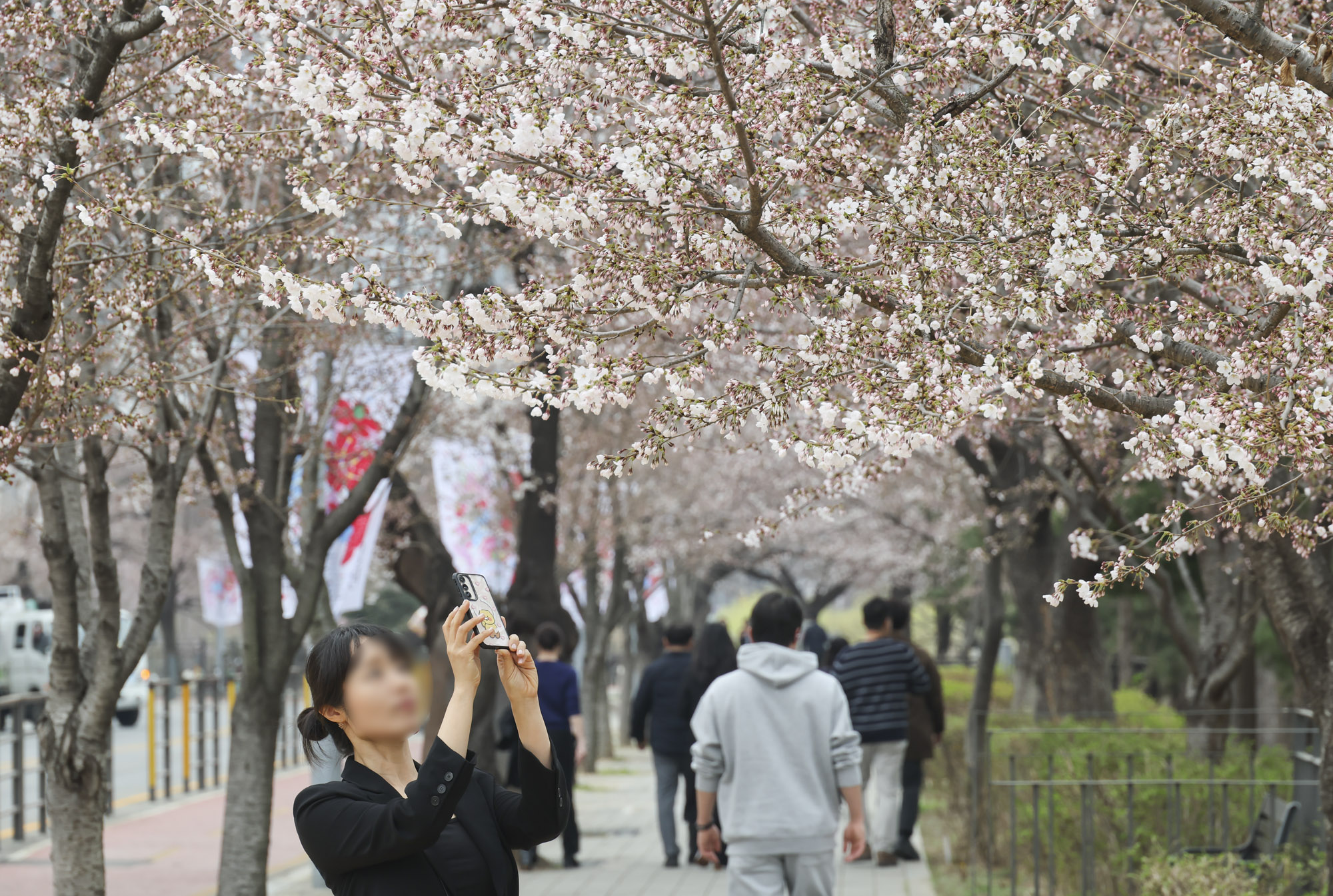 윤중로;여의도벚꽃