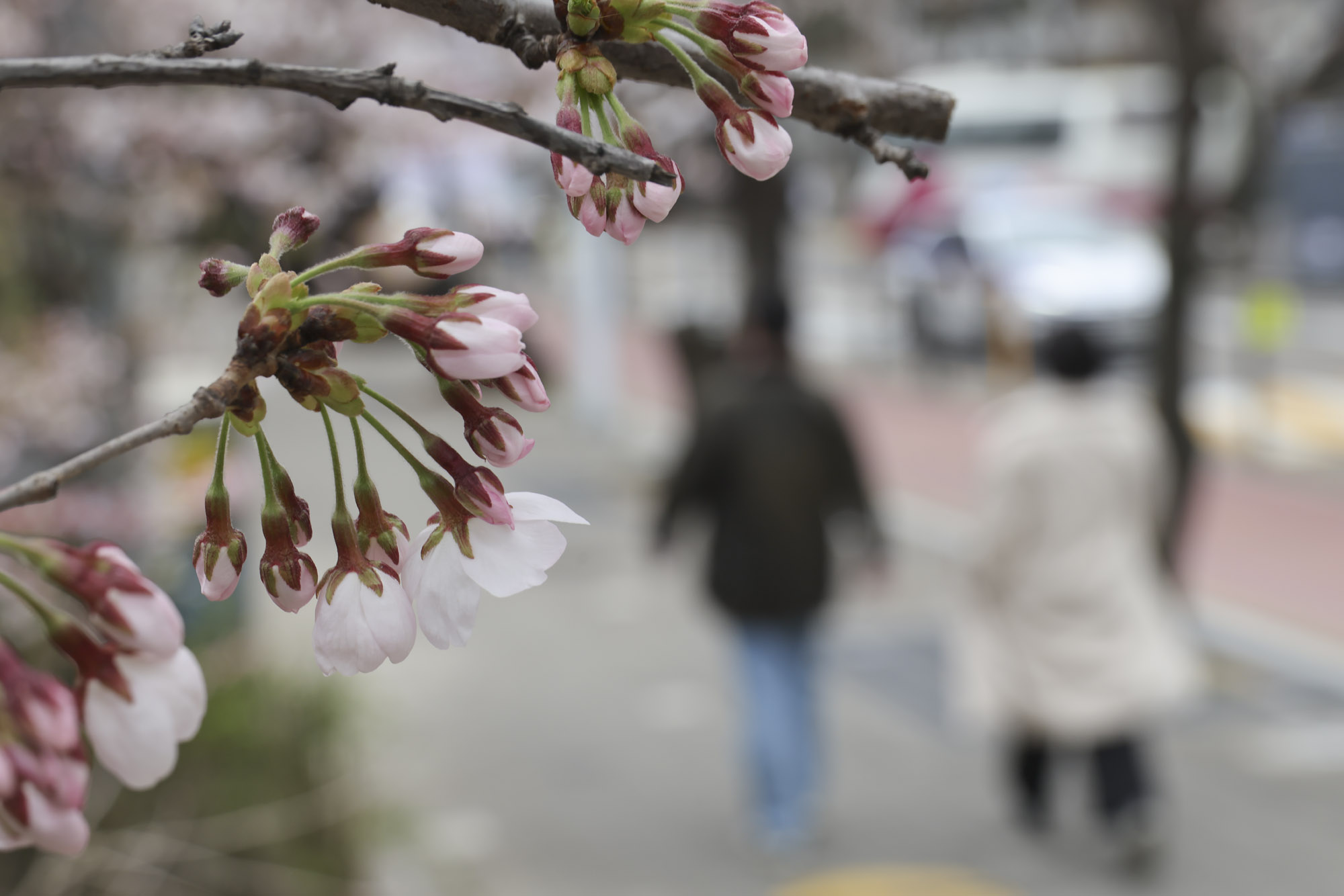 윤중로;여의도벚꽃