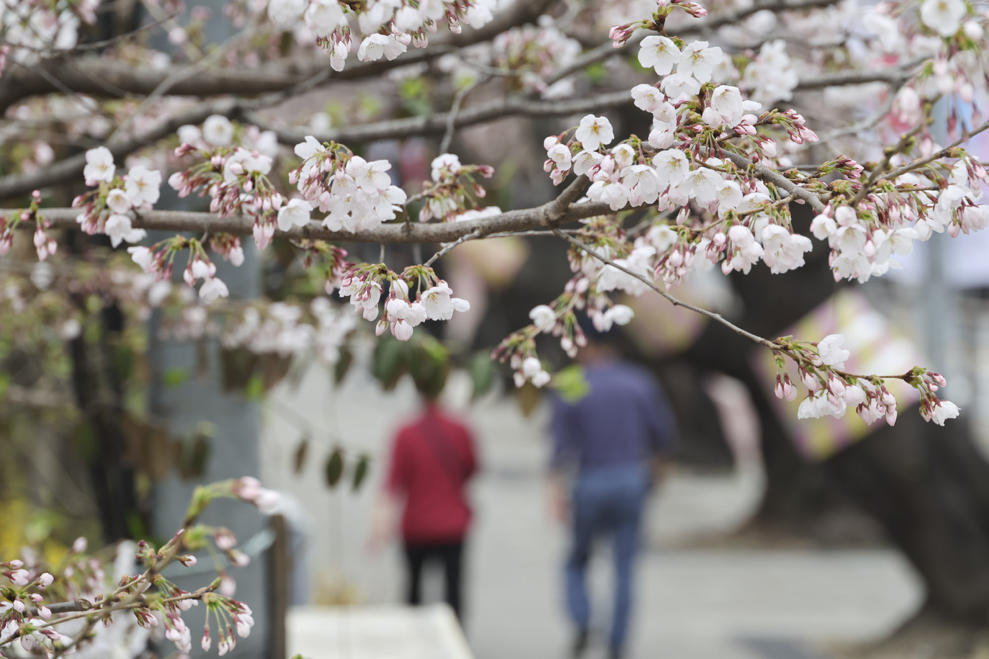 윤중로;여의도벚꽃