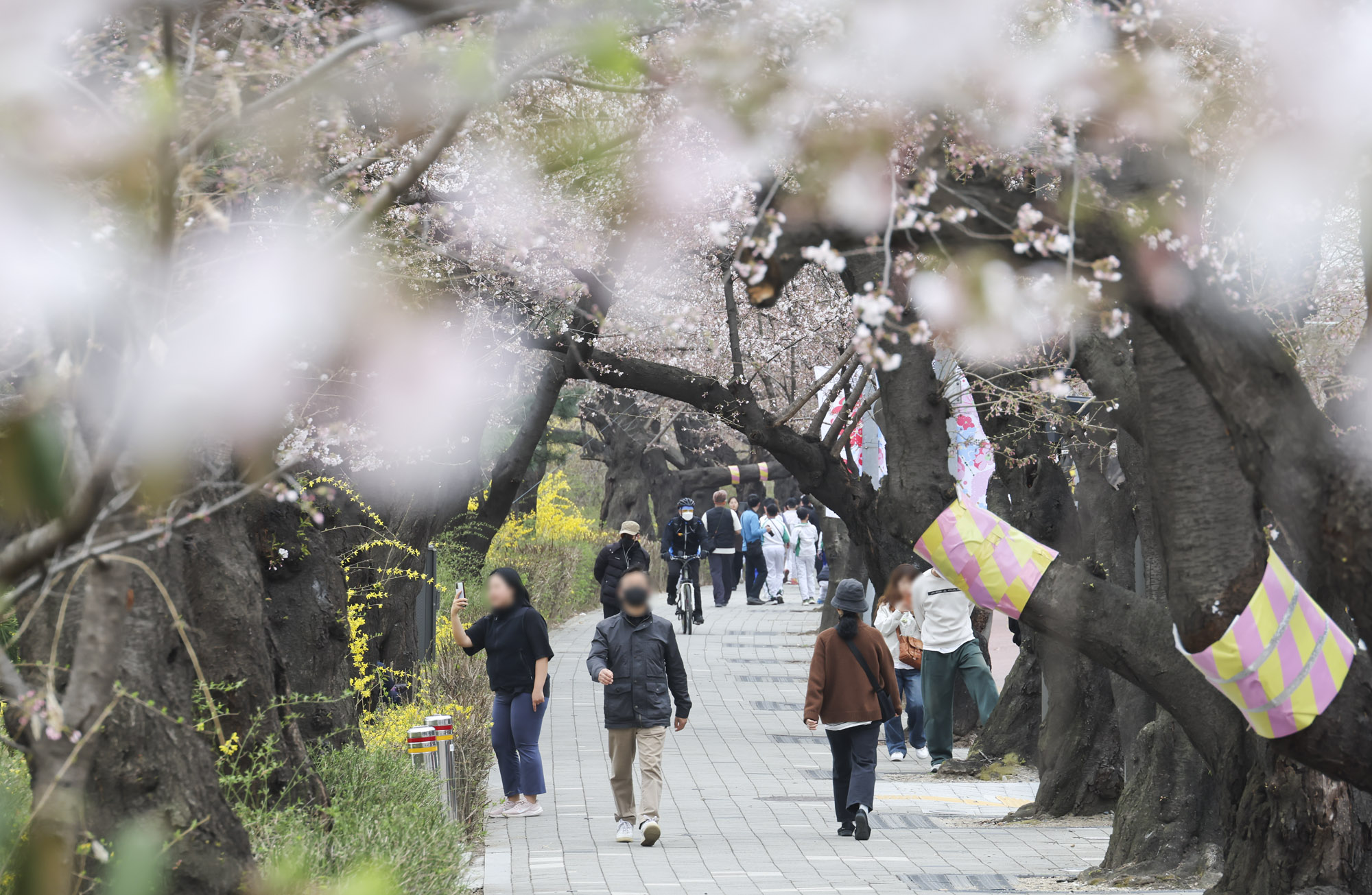 윤중로;여의도벚꽃