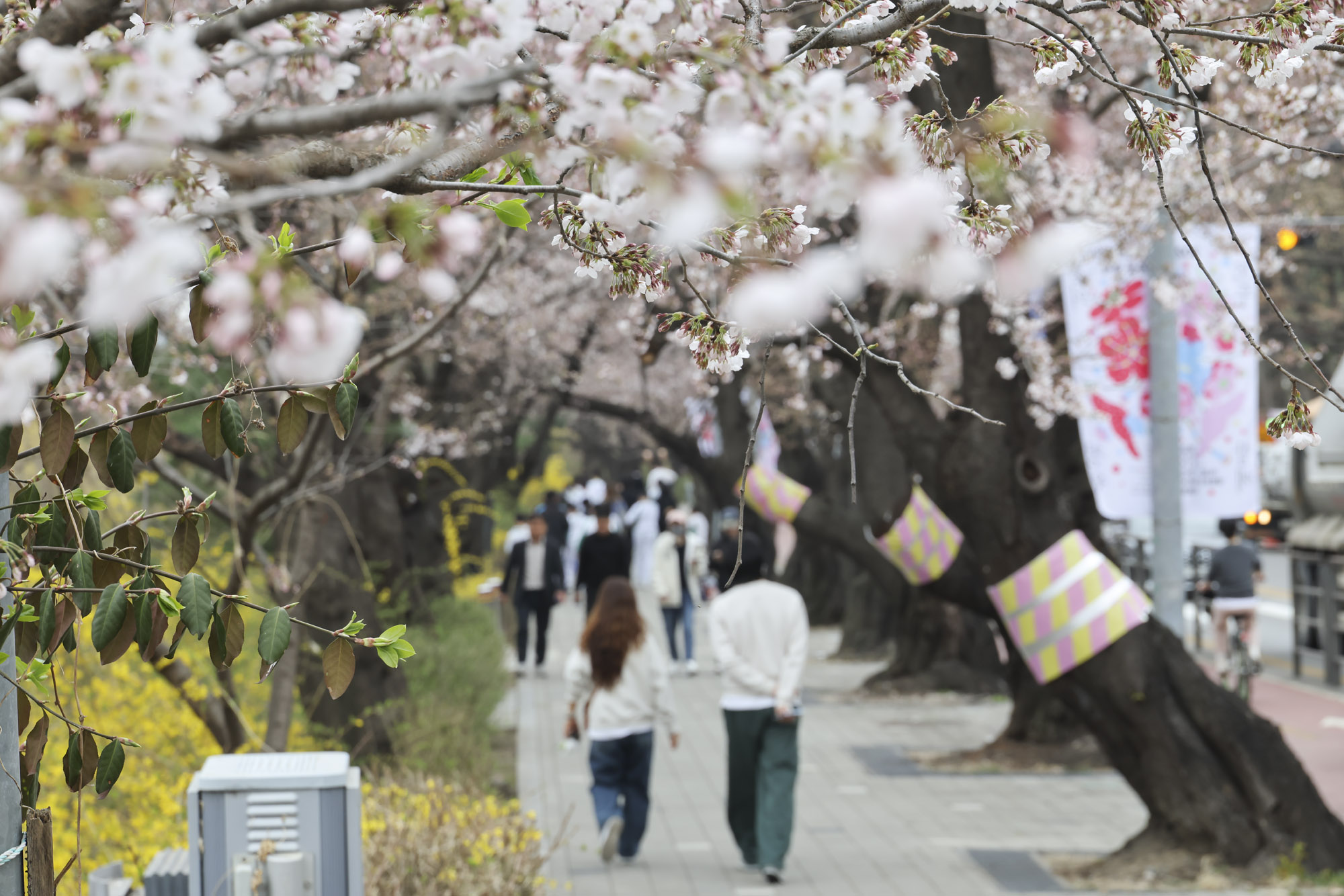 윤중로;여의도벚꽃
