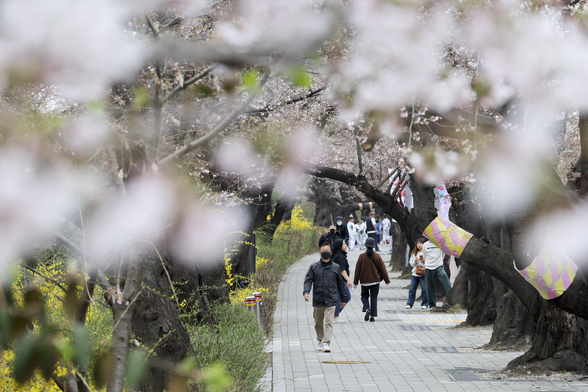 윤중로;여의도벚꽃