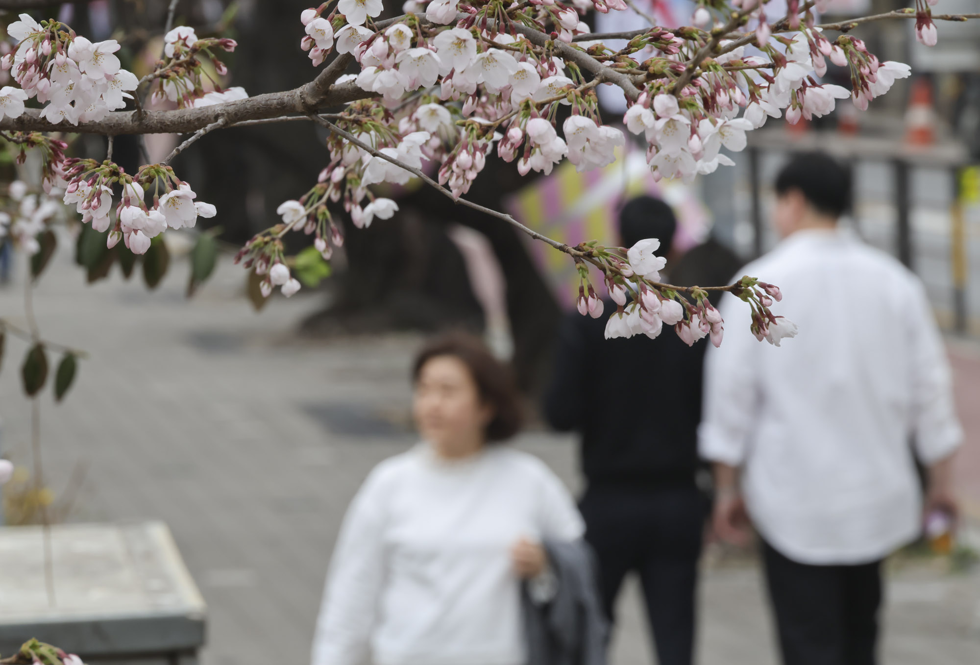 윤중로;여의도벚꽃