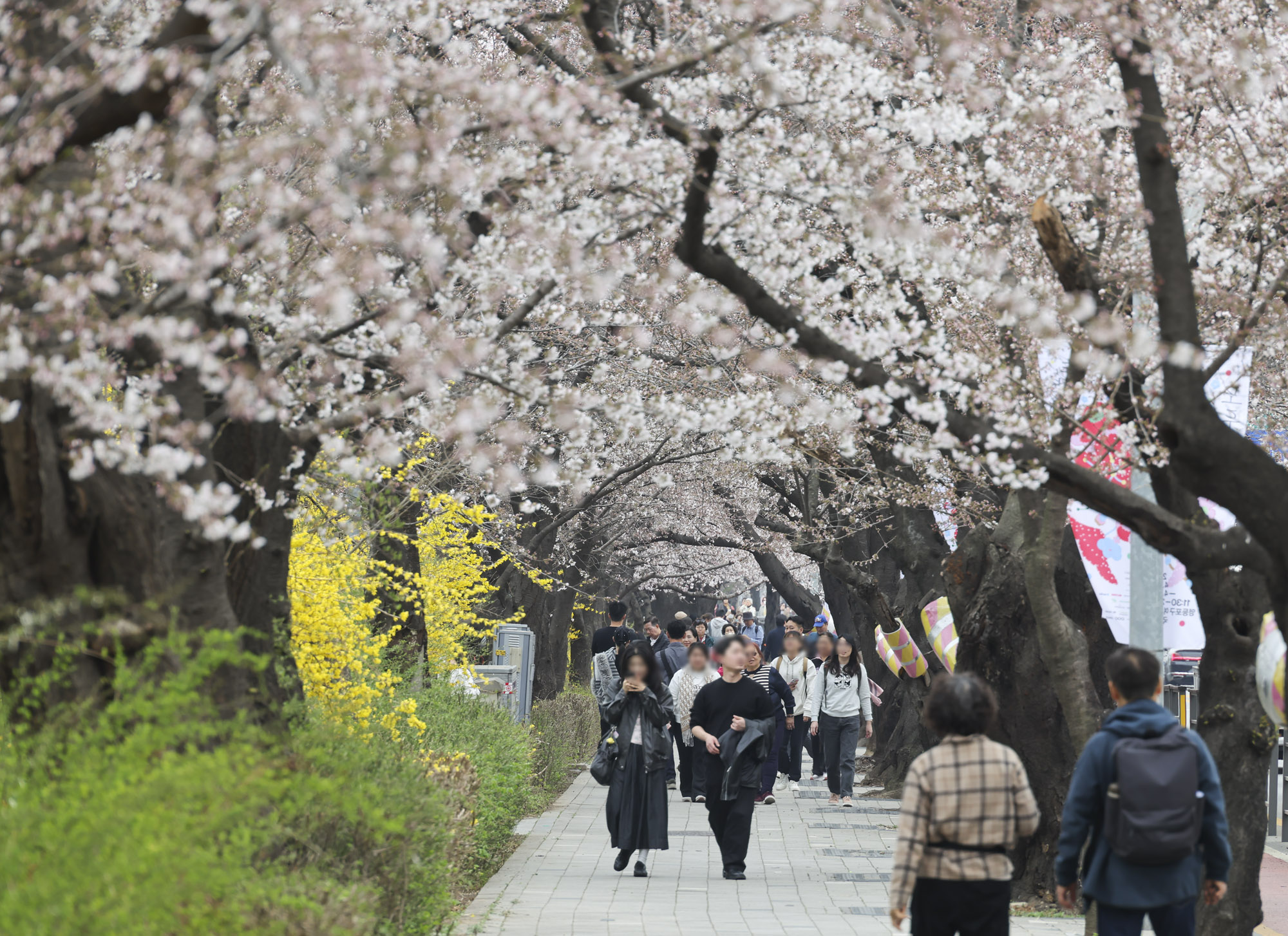 윤중로;여의도벚꽃