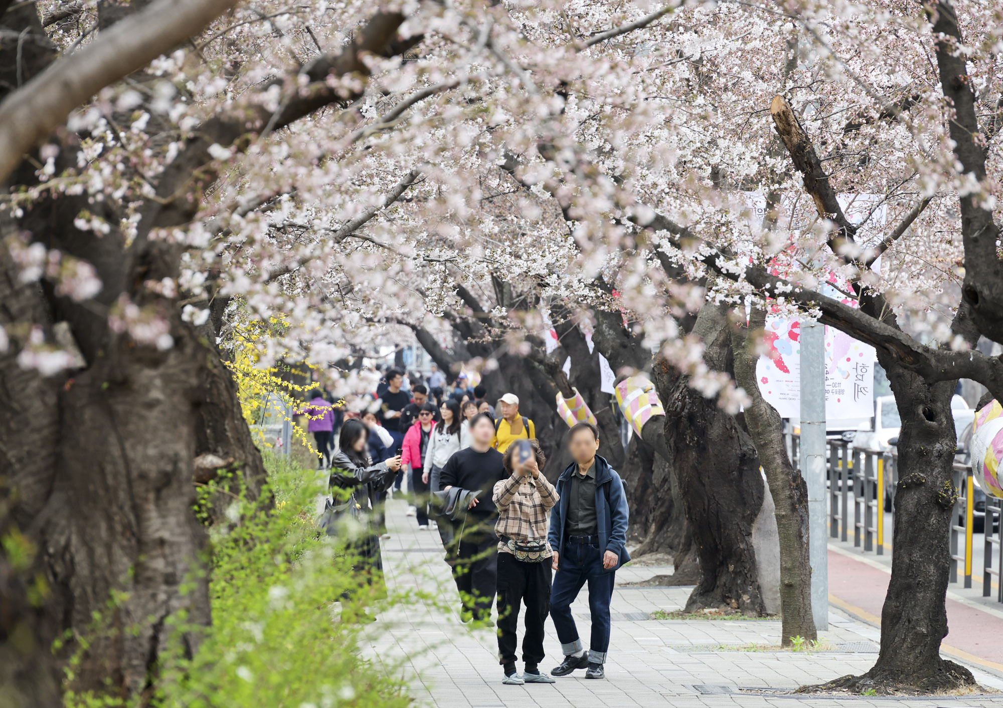 윤중로;여의도벚꽃