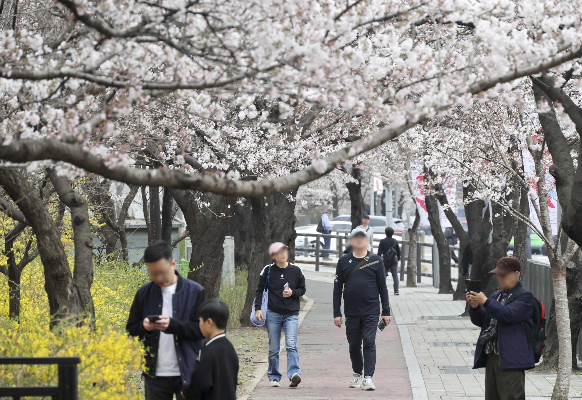 윤중로;여의도벚꽃