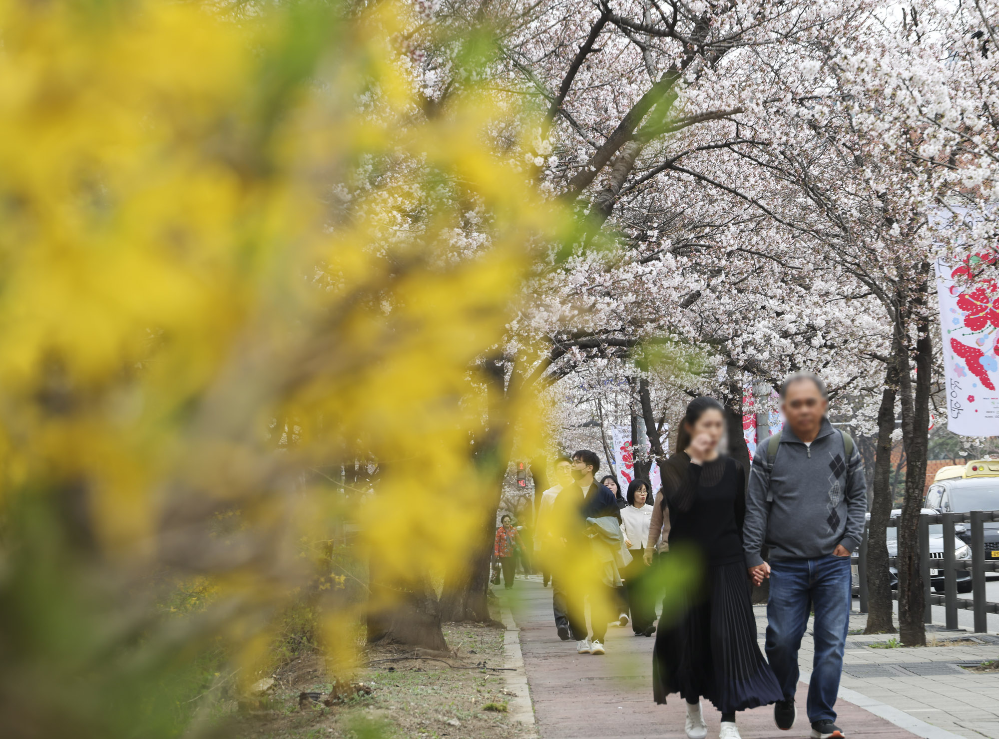 윤중로;여의도벚꽃