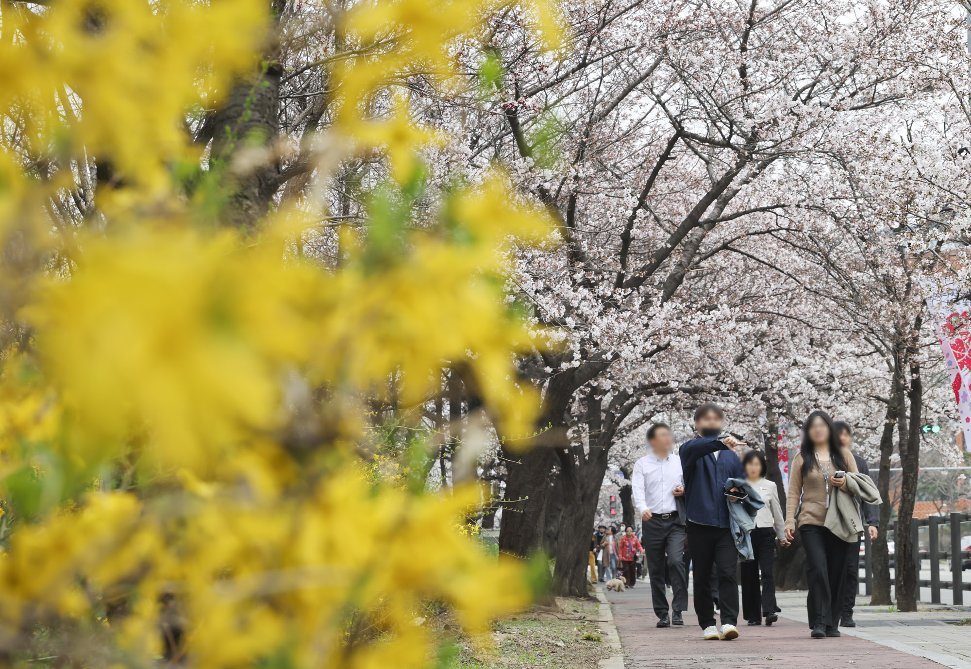 윤중로;여의도벚꽃