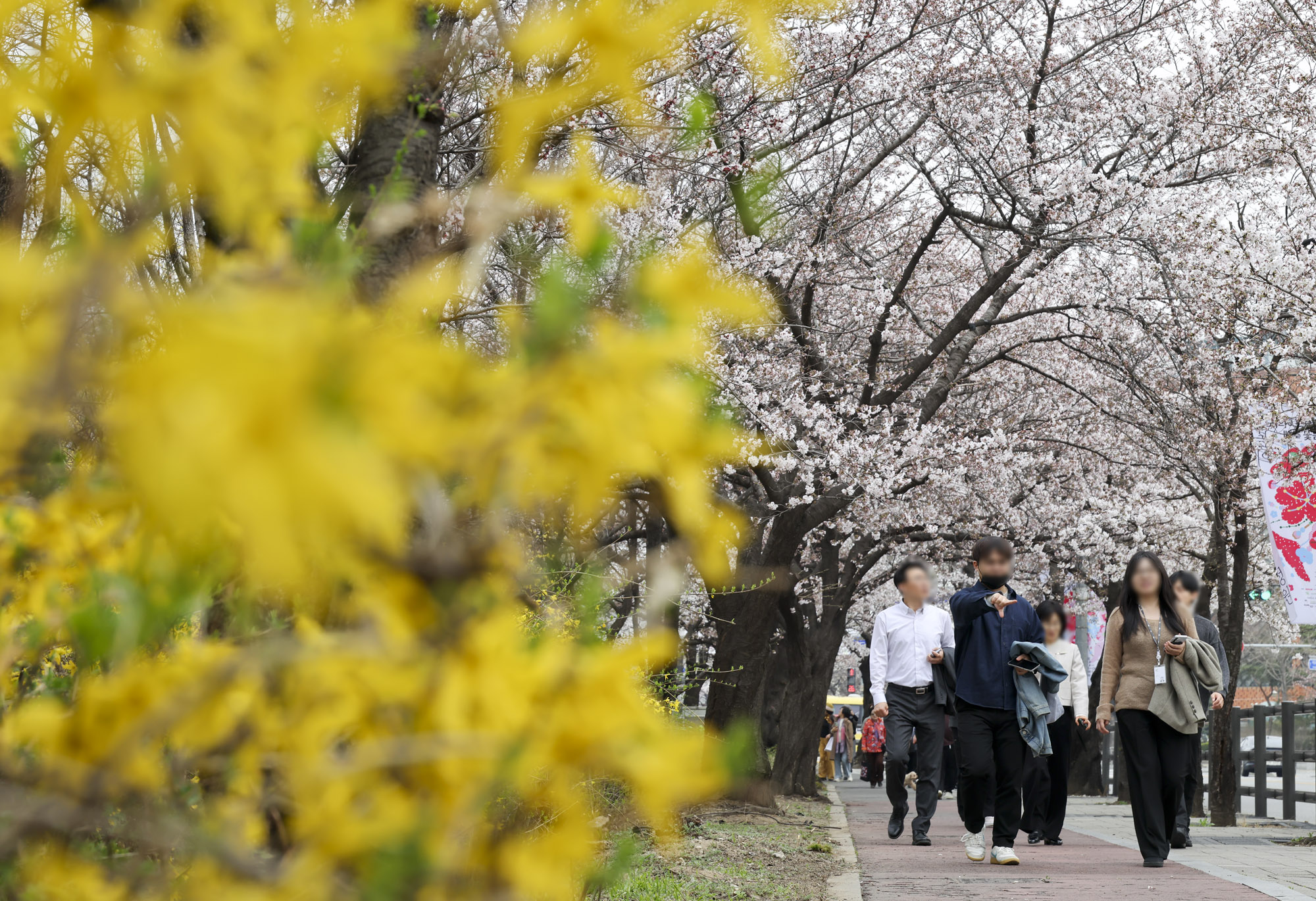 윤중로;여의도벚꽃