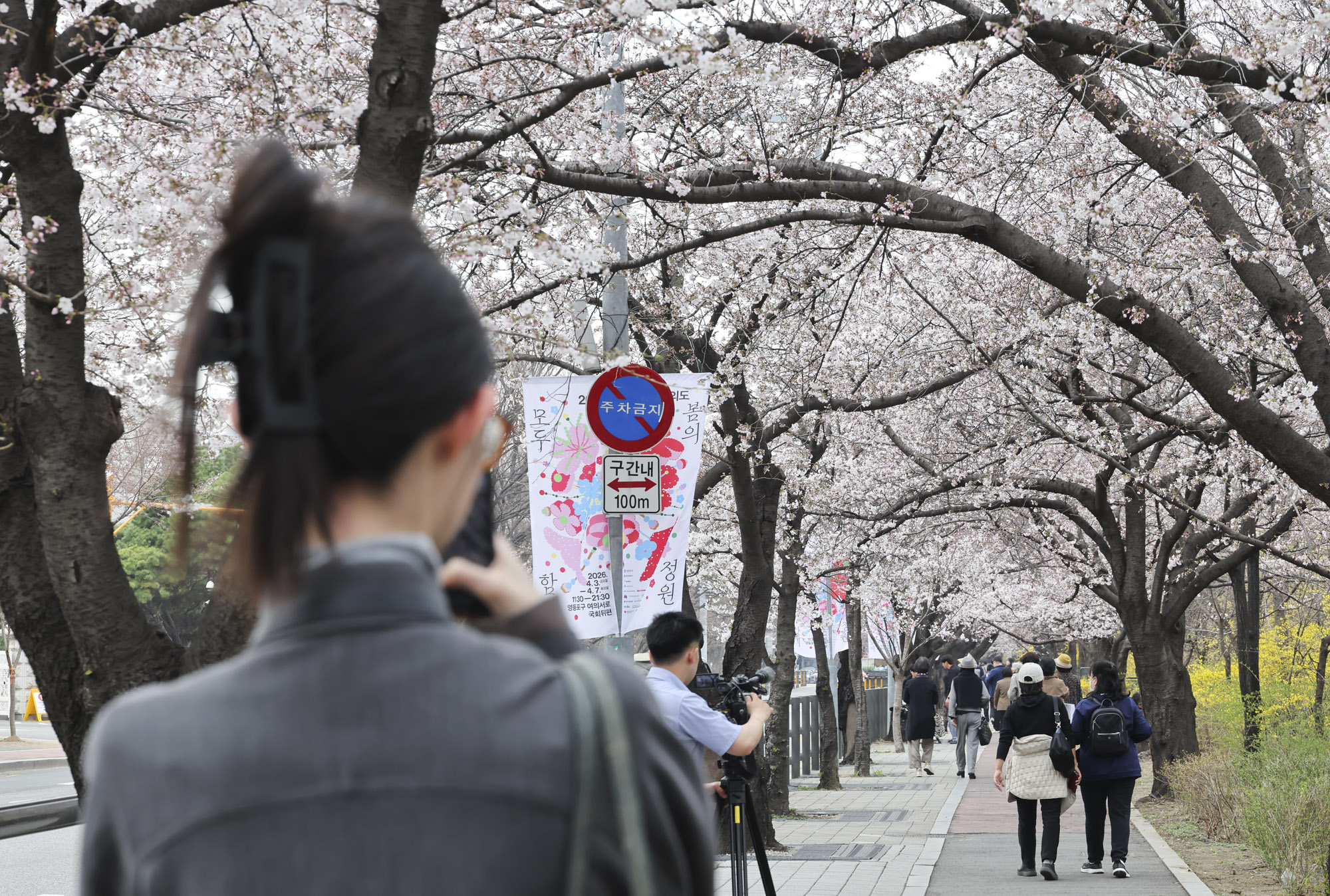 윤중로;여의도벚꽃