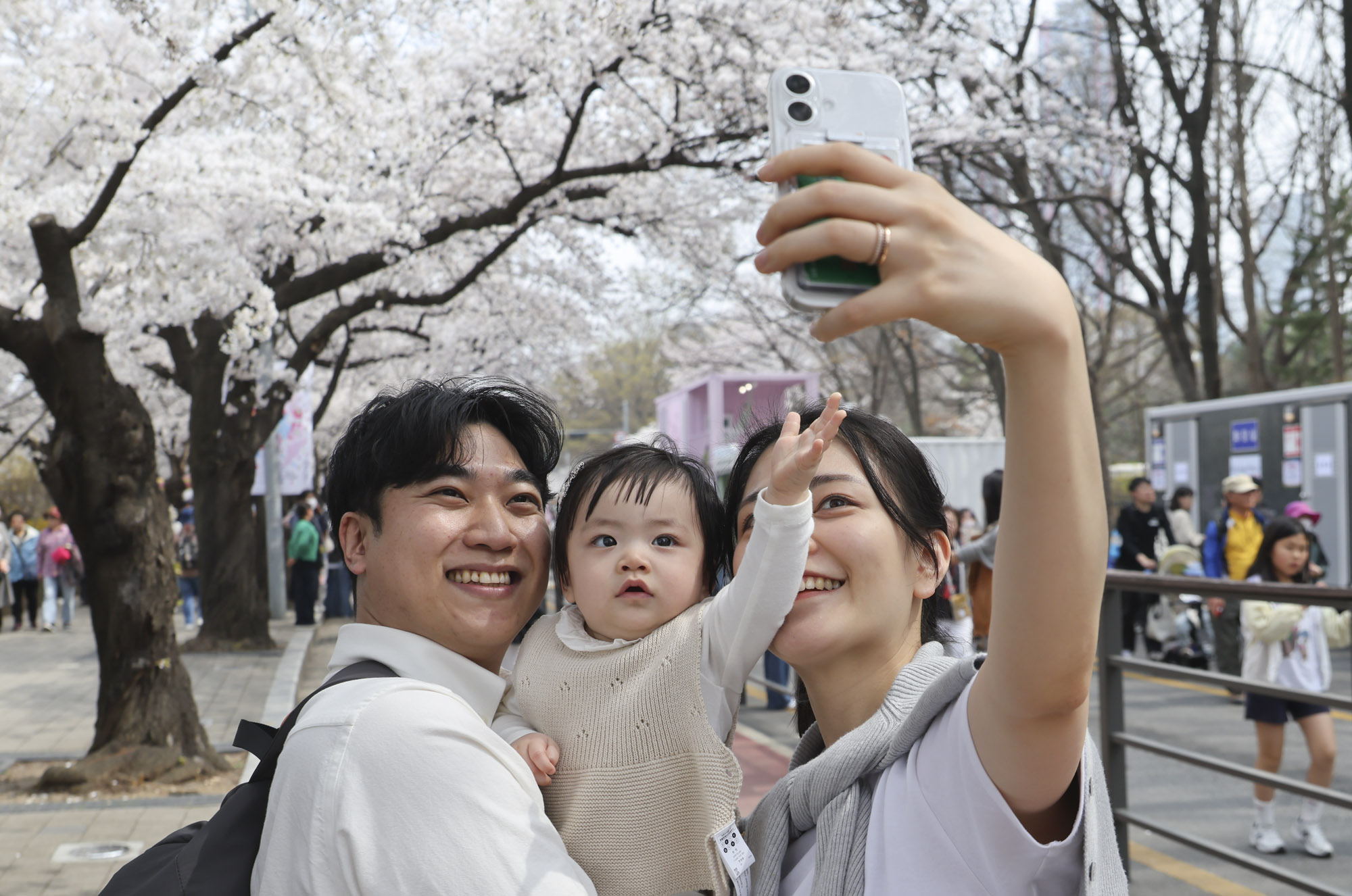 벚꽃축제;윤중로