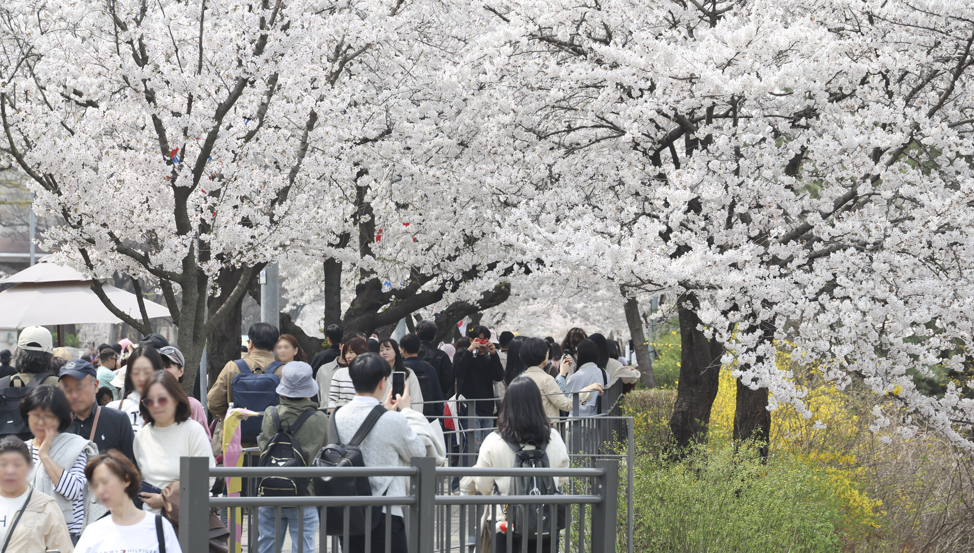벚꽃축제;윤중로