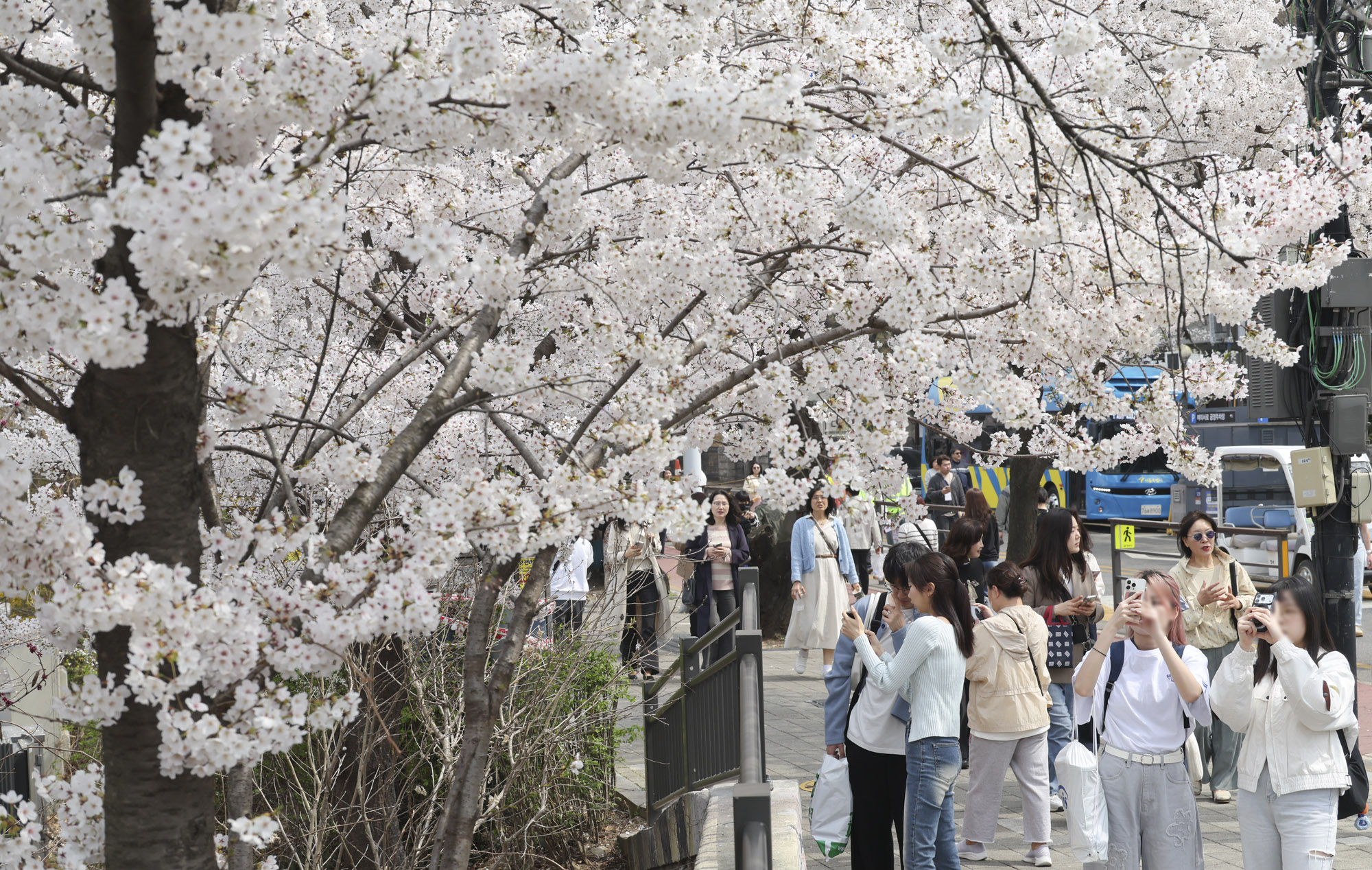 벚꽃축제;윤중로
