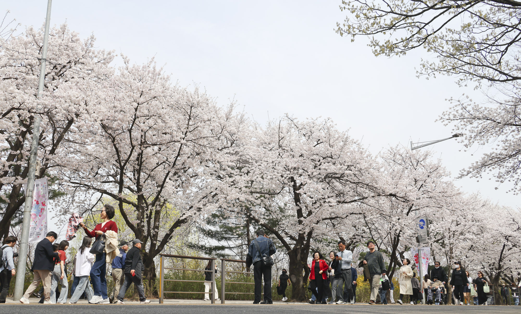 벚꽃축제;윤중로