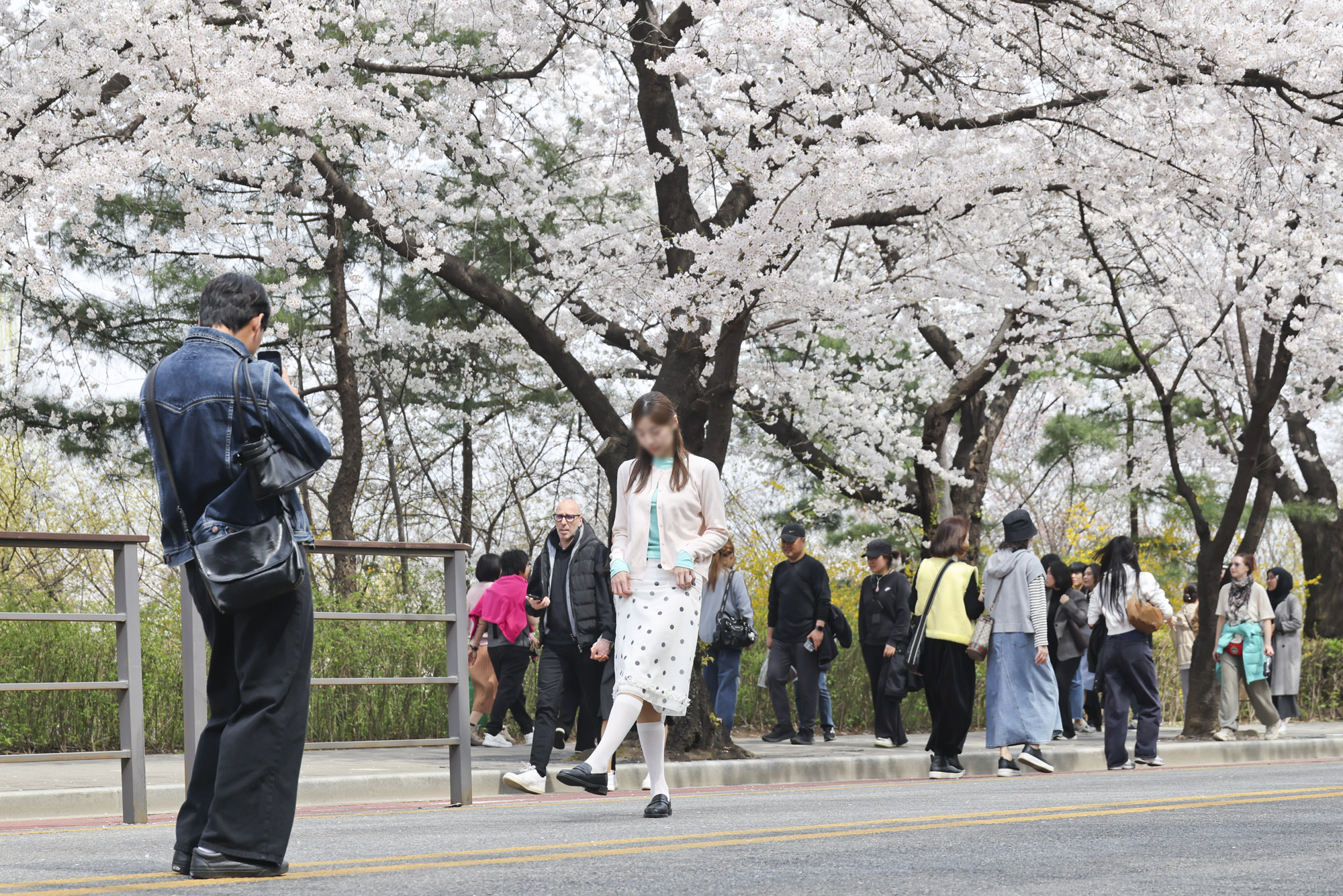 벚꽃축제;윤중로