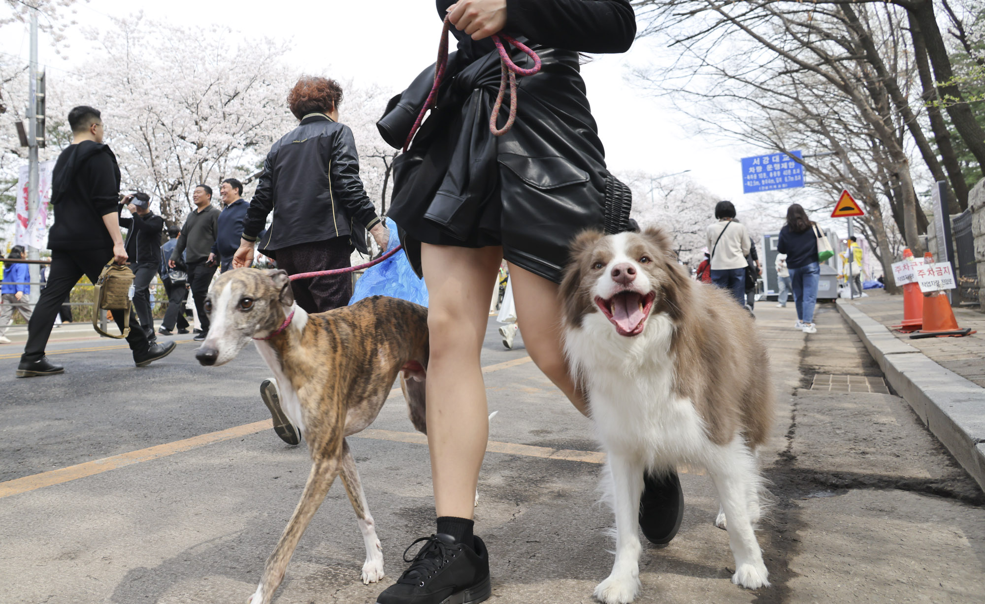 벚꽃축제;윤중로