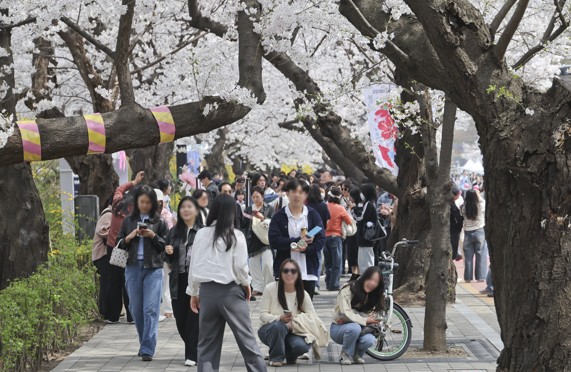 벚꽃축제;윤중로