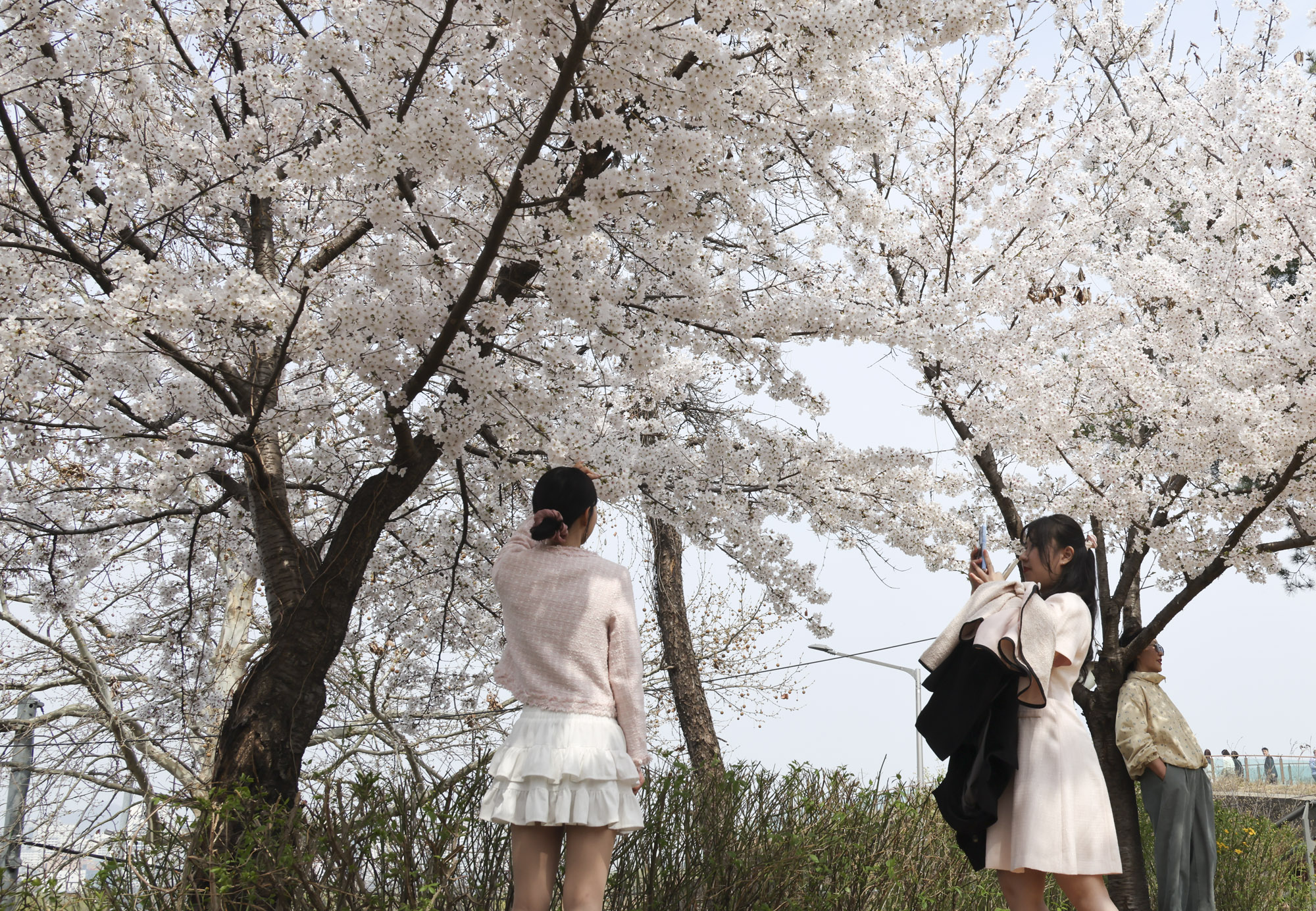 벚꽃축제;윤중로