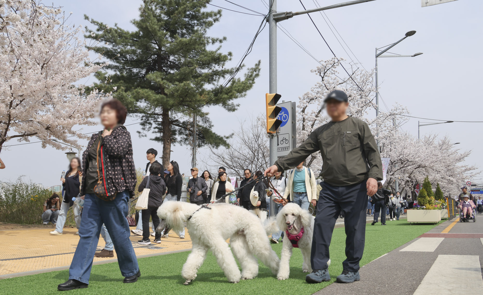 벚꽃축제;윤중로