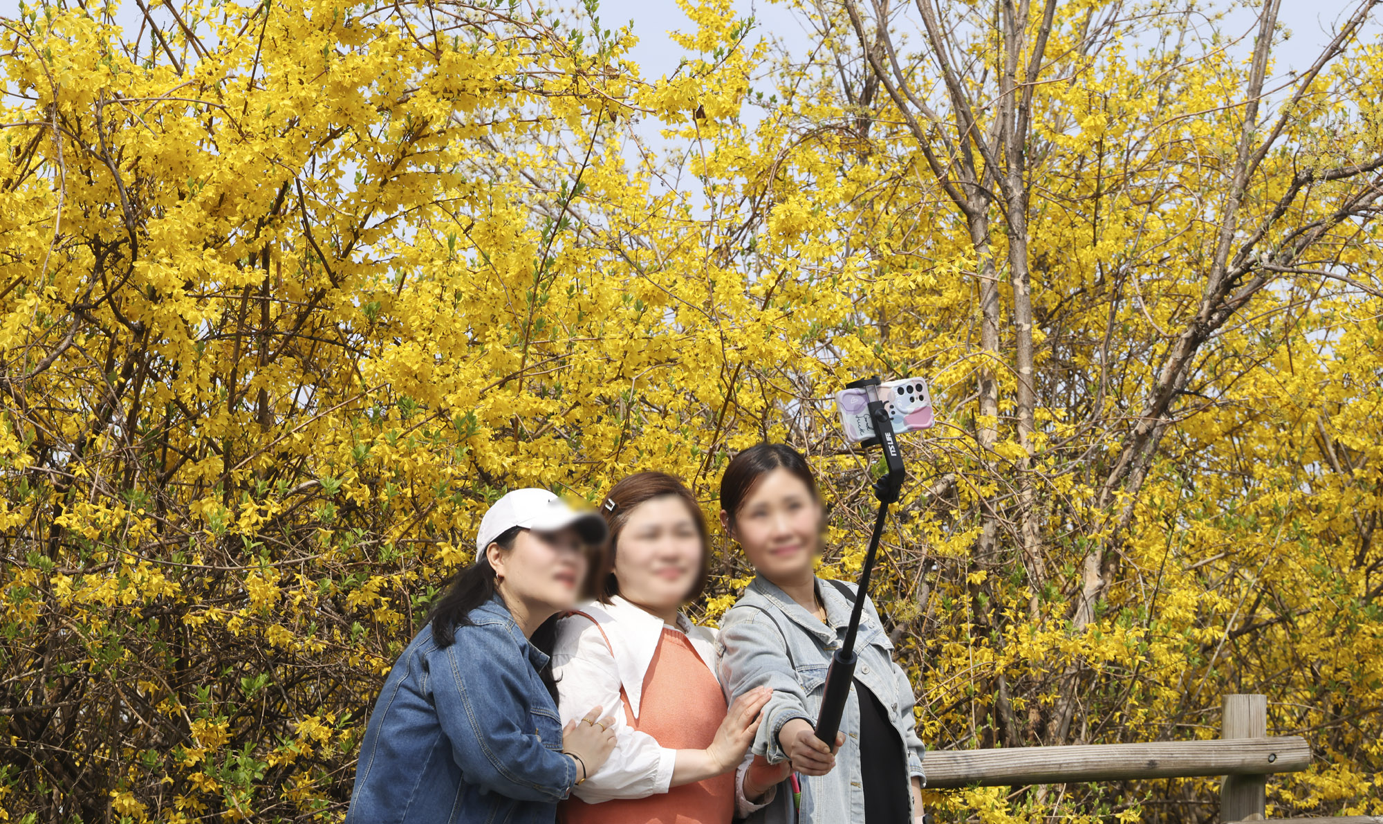 벚꽃축제;윤중로
