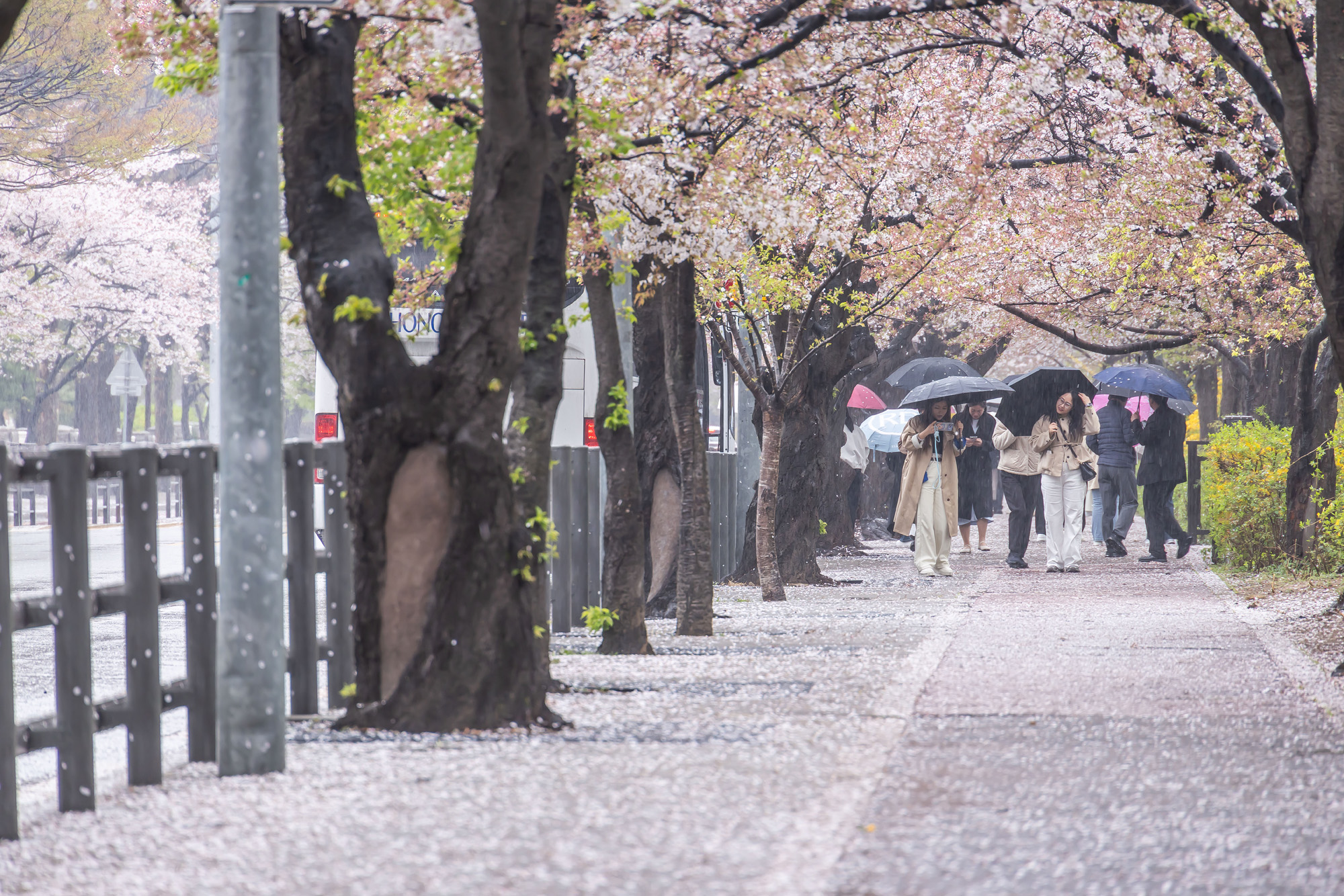 사회;세태;계절스케치;봄스케치;봄비;벚꽃스케치;벚꽃낙화;봄비벚꽃;여의도윤중로;윤중로벚꽃길;낙화스케치